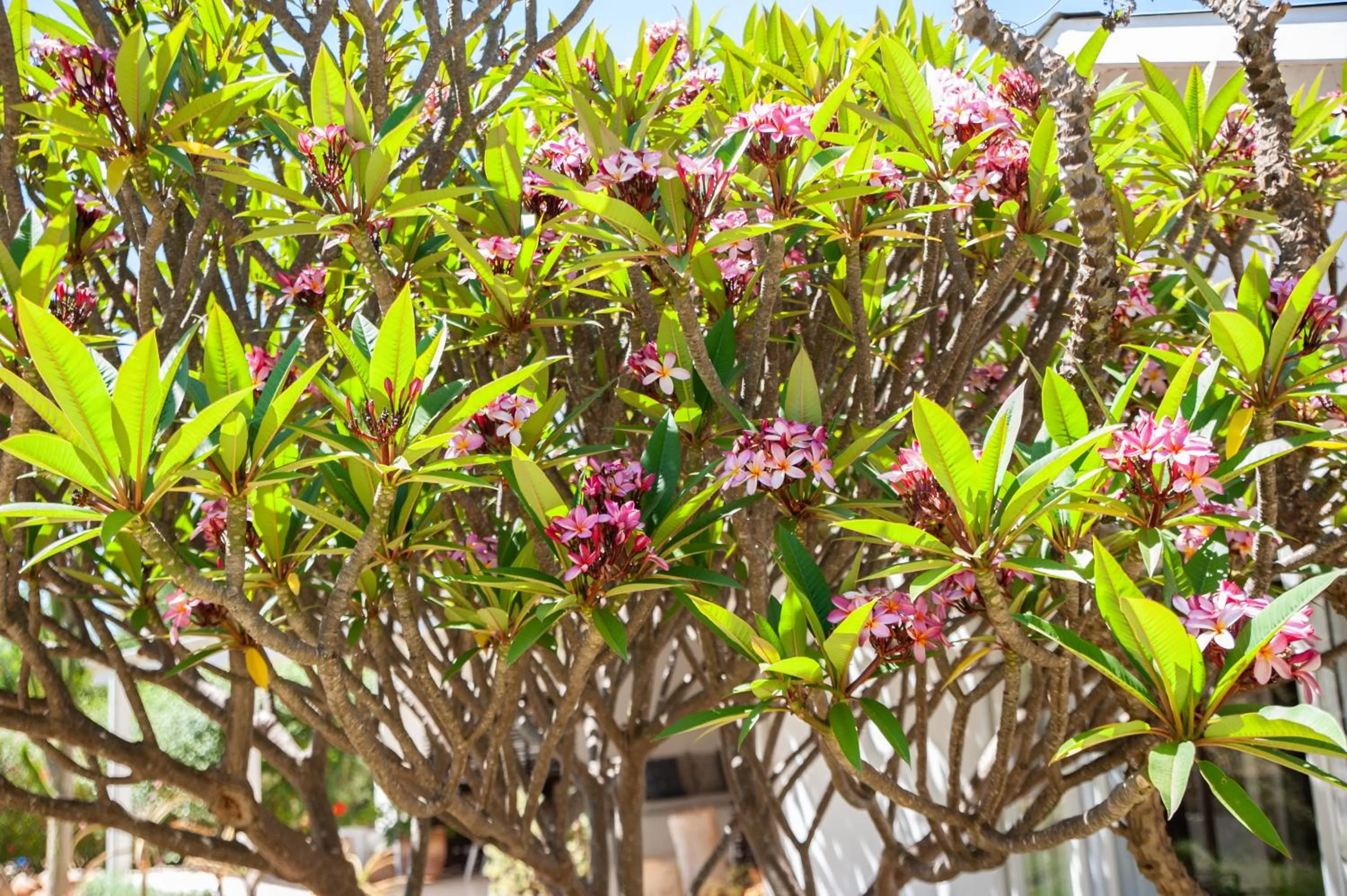 Garden in Mo & Rose's Nature Retreat