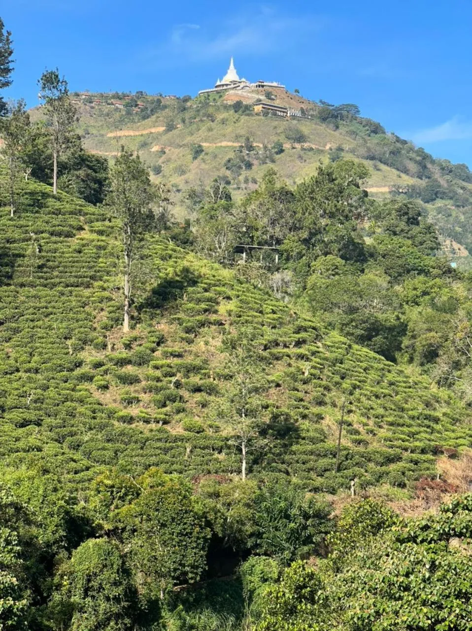 Restaurant/places to eat in Wild Resort Ella