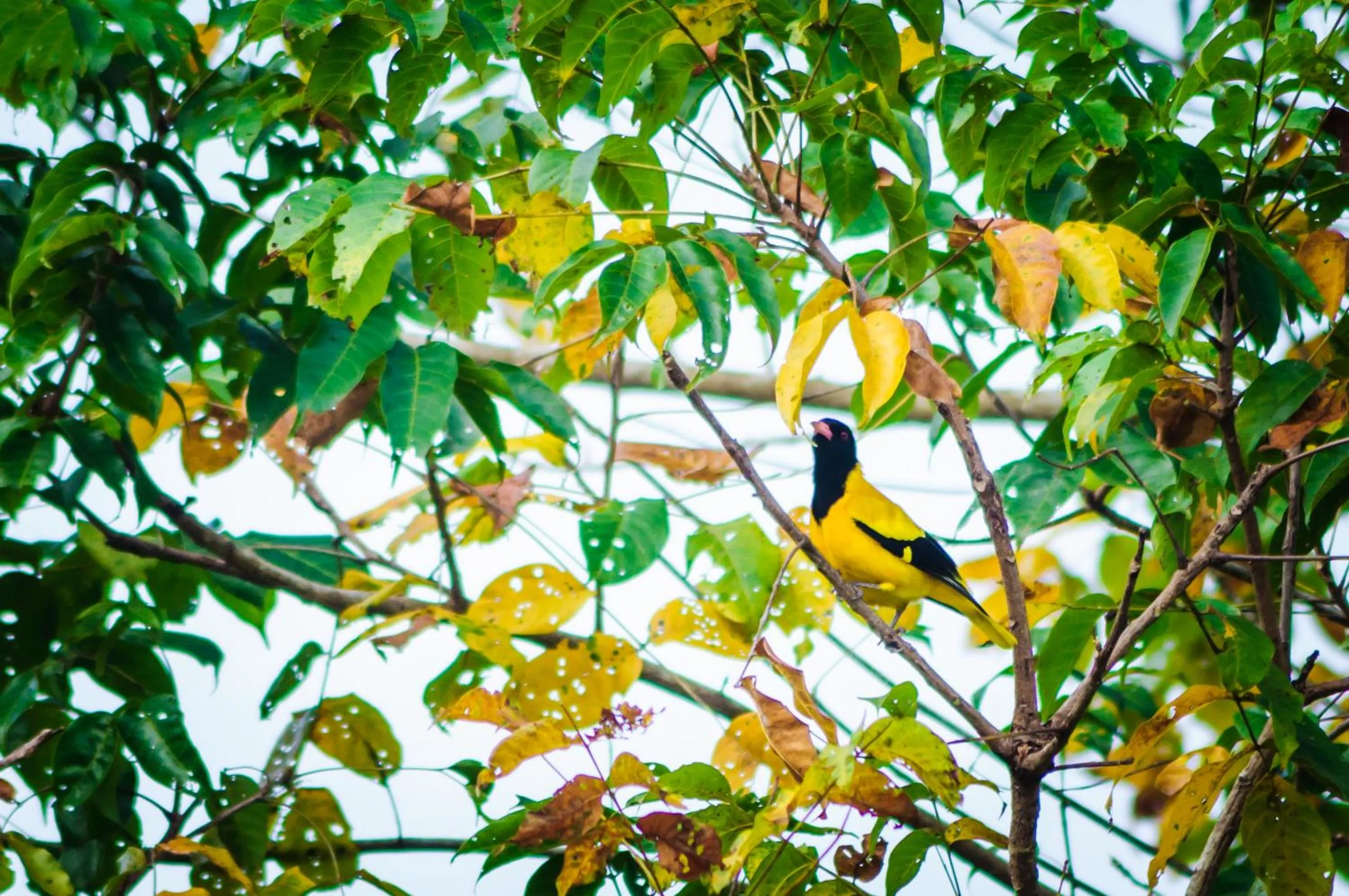 Garden in Garcinia Leaf