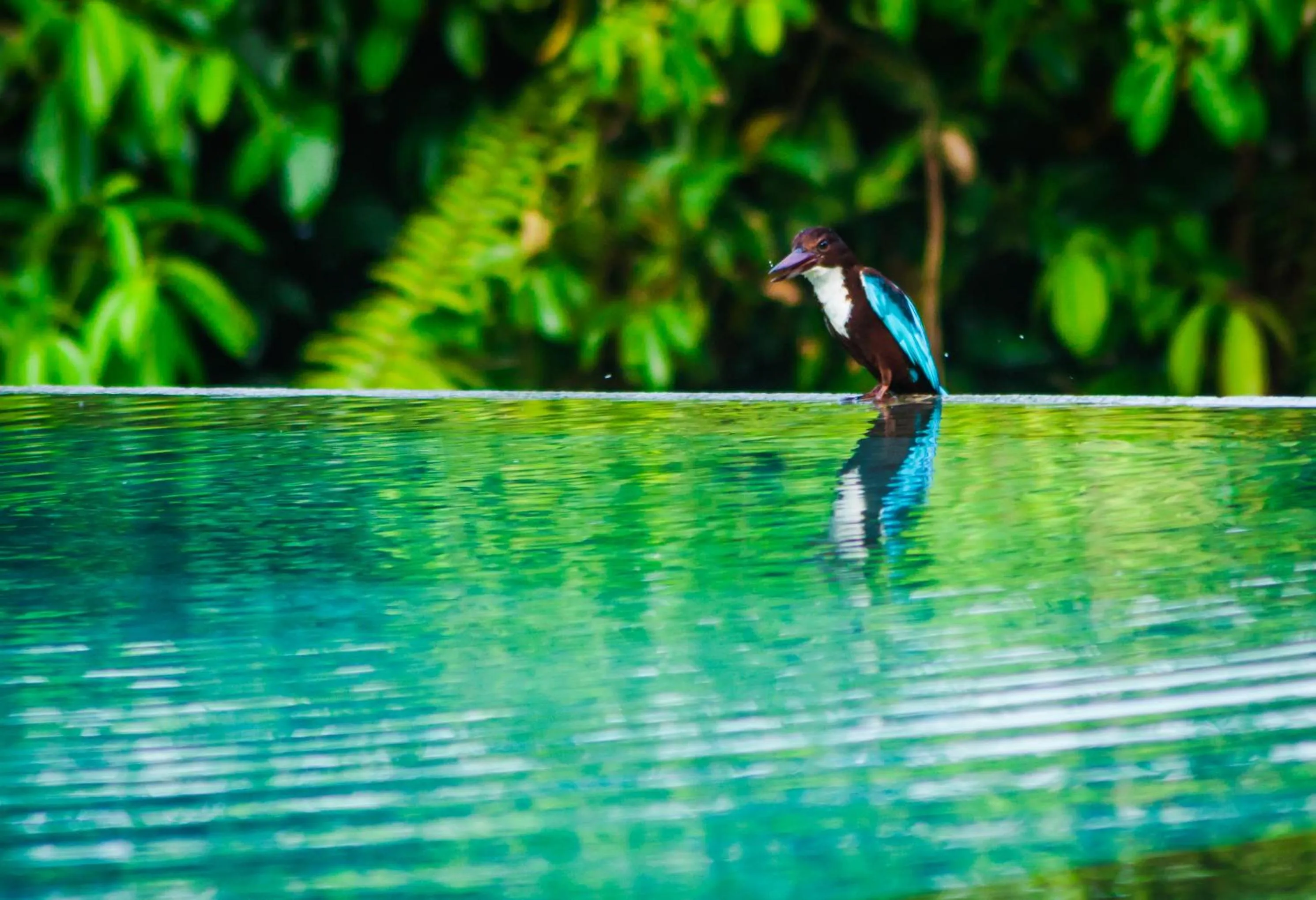 Garden in Garcinia Leaf