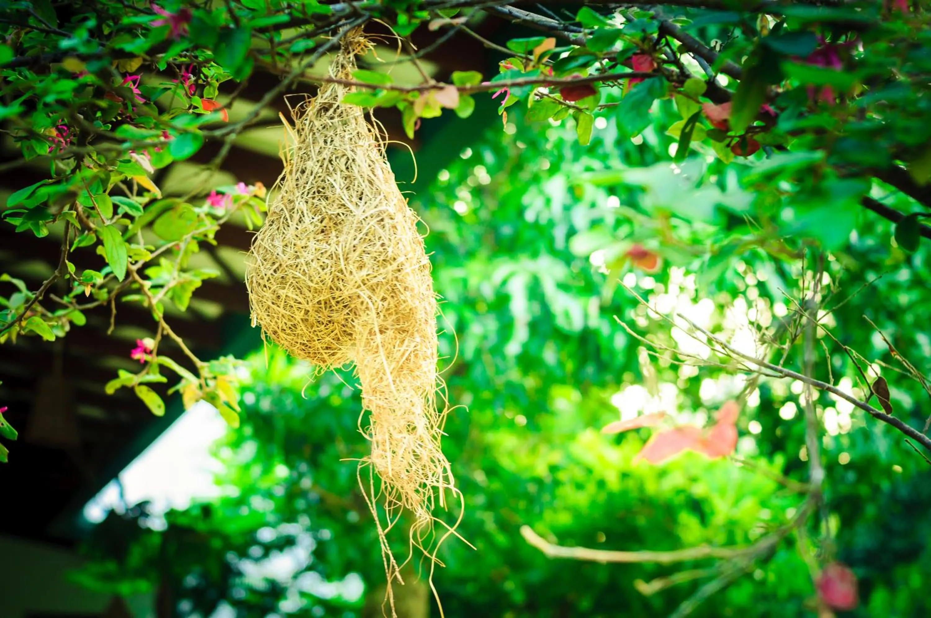 Garden in Garcinia Leaf