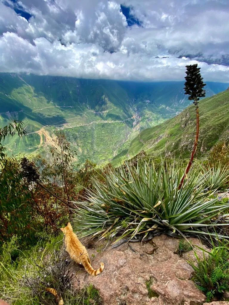 Arum Qurpawasi Hospedaje