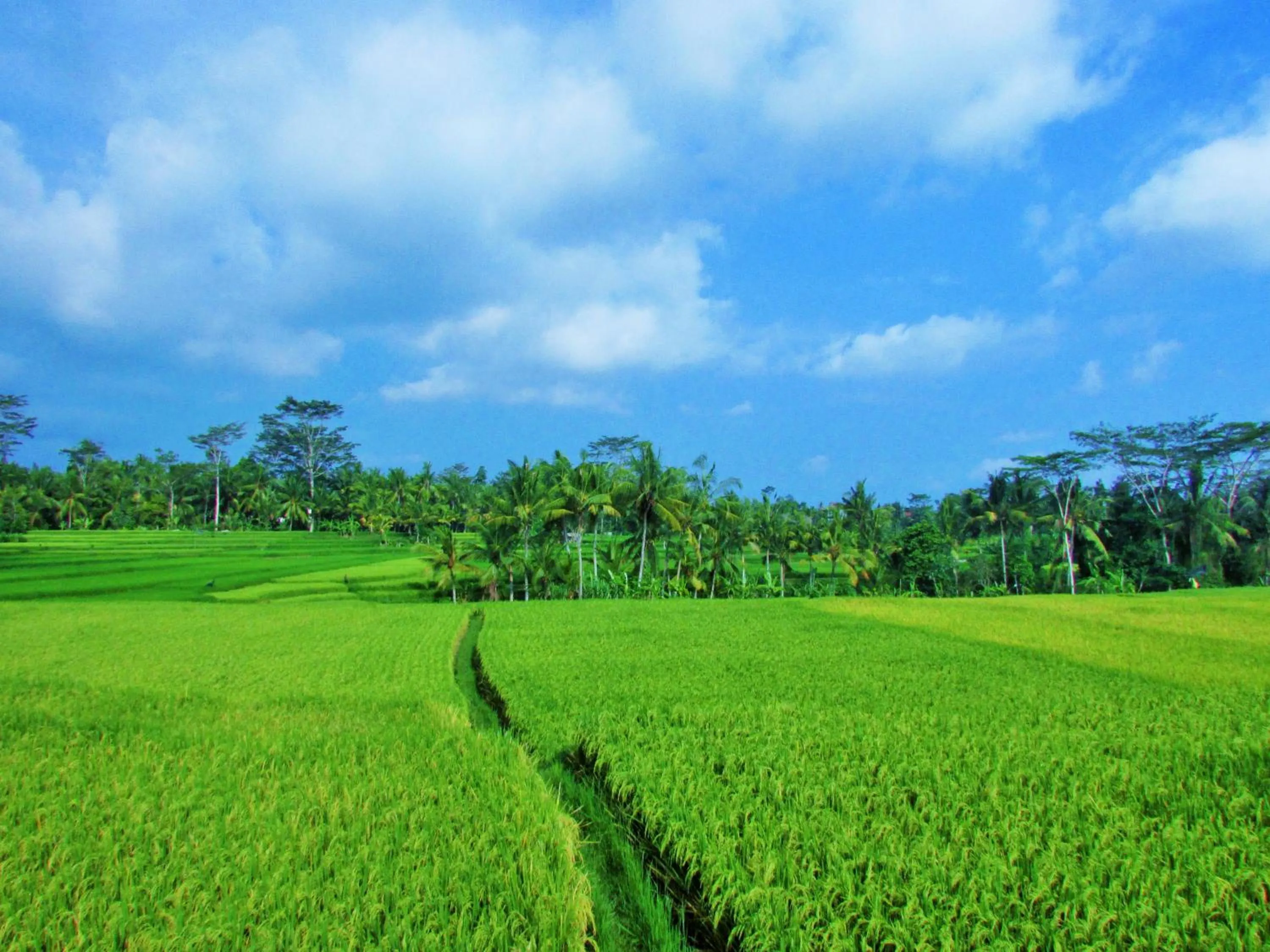 Mountain view in Temuku Ubud Villas