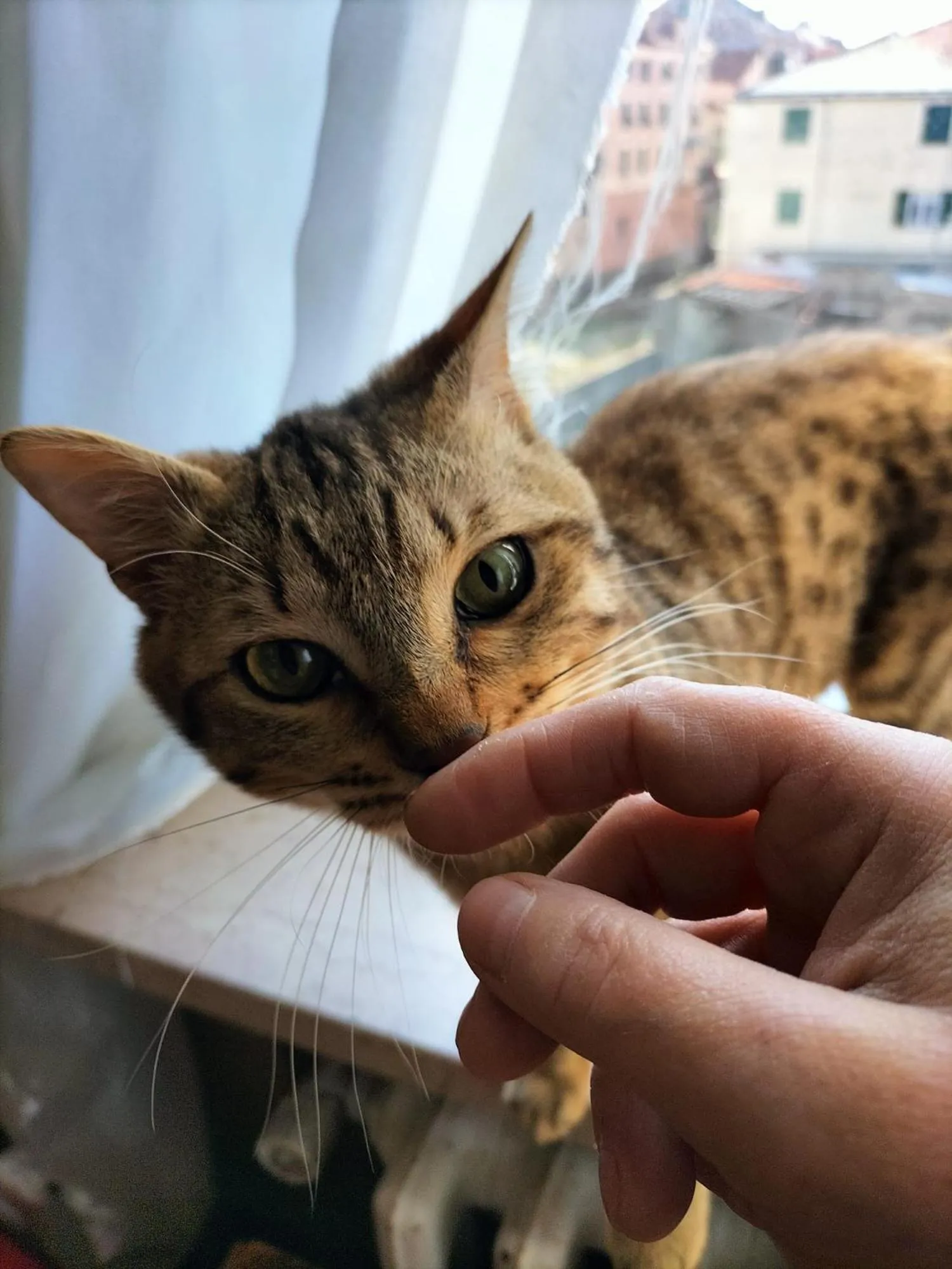 Balcony/Terrace in Albisola bed and breakfast