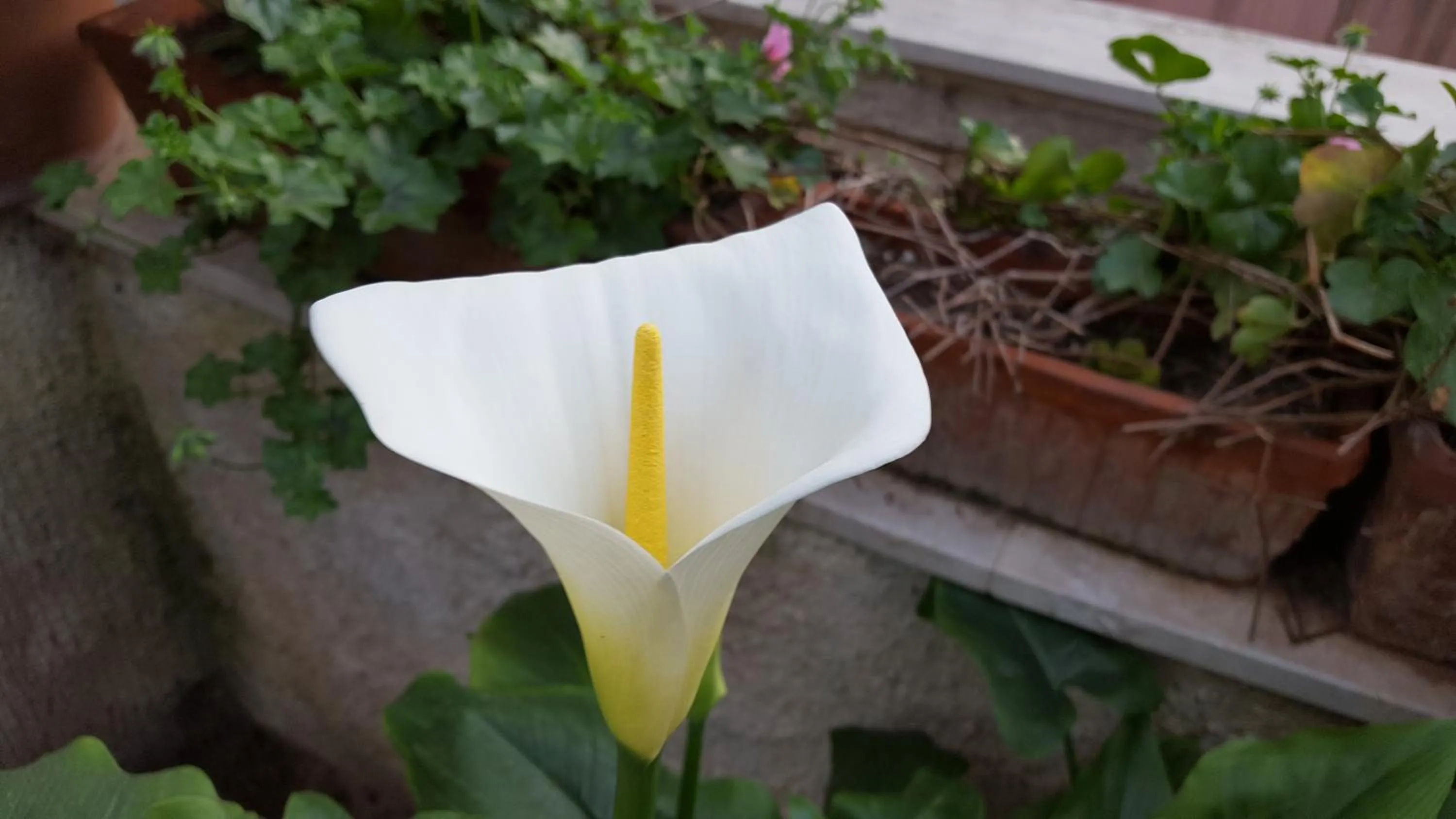 Garden in Villa Erry