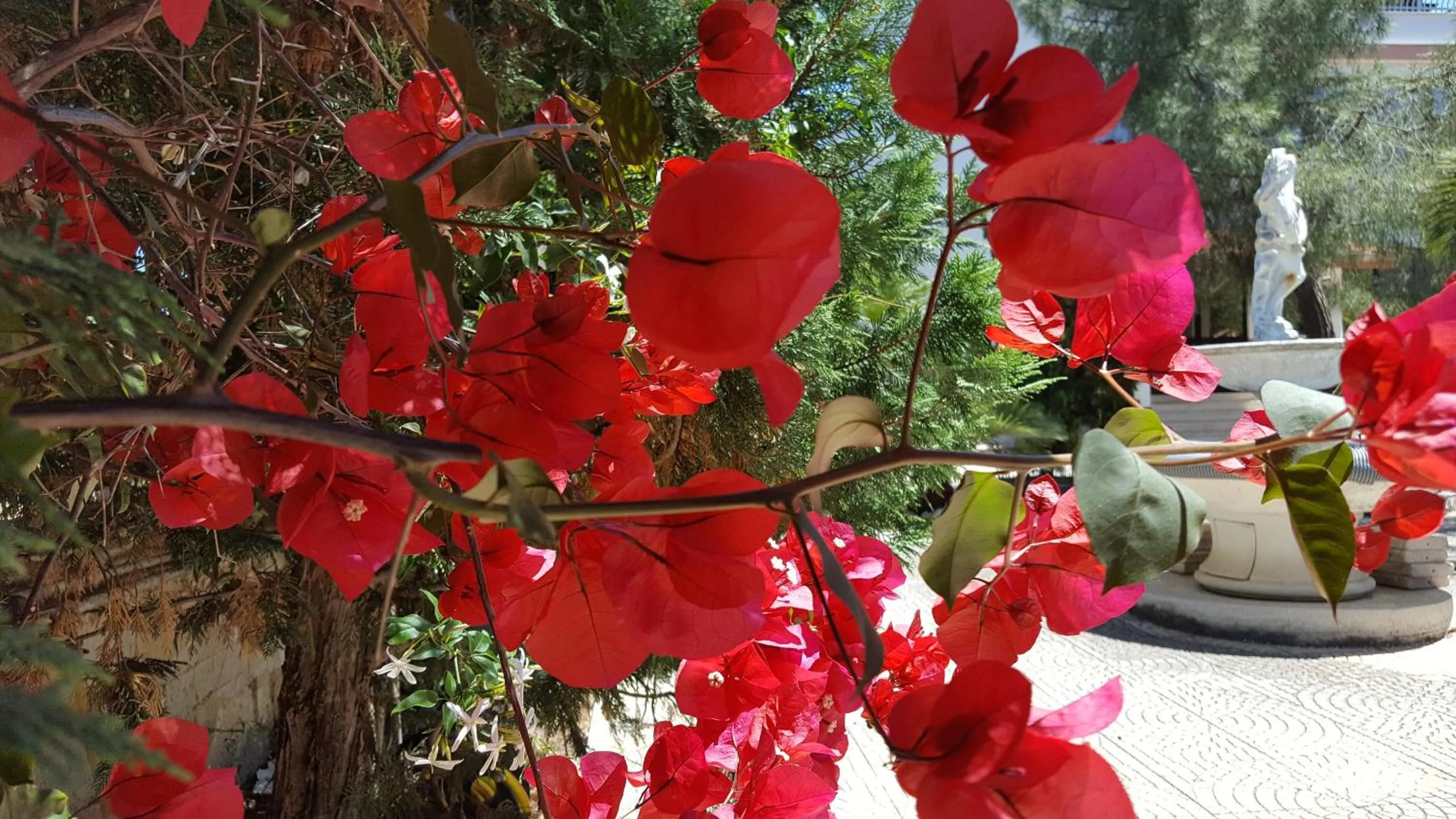 Garden in Villa Erry