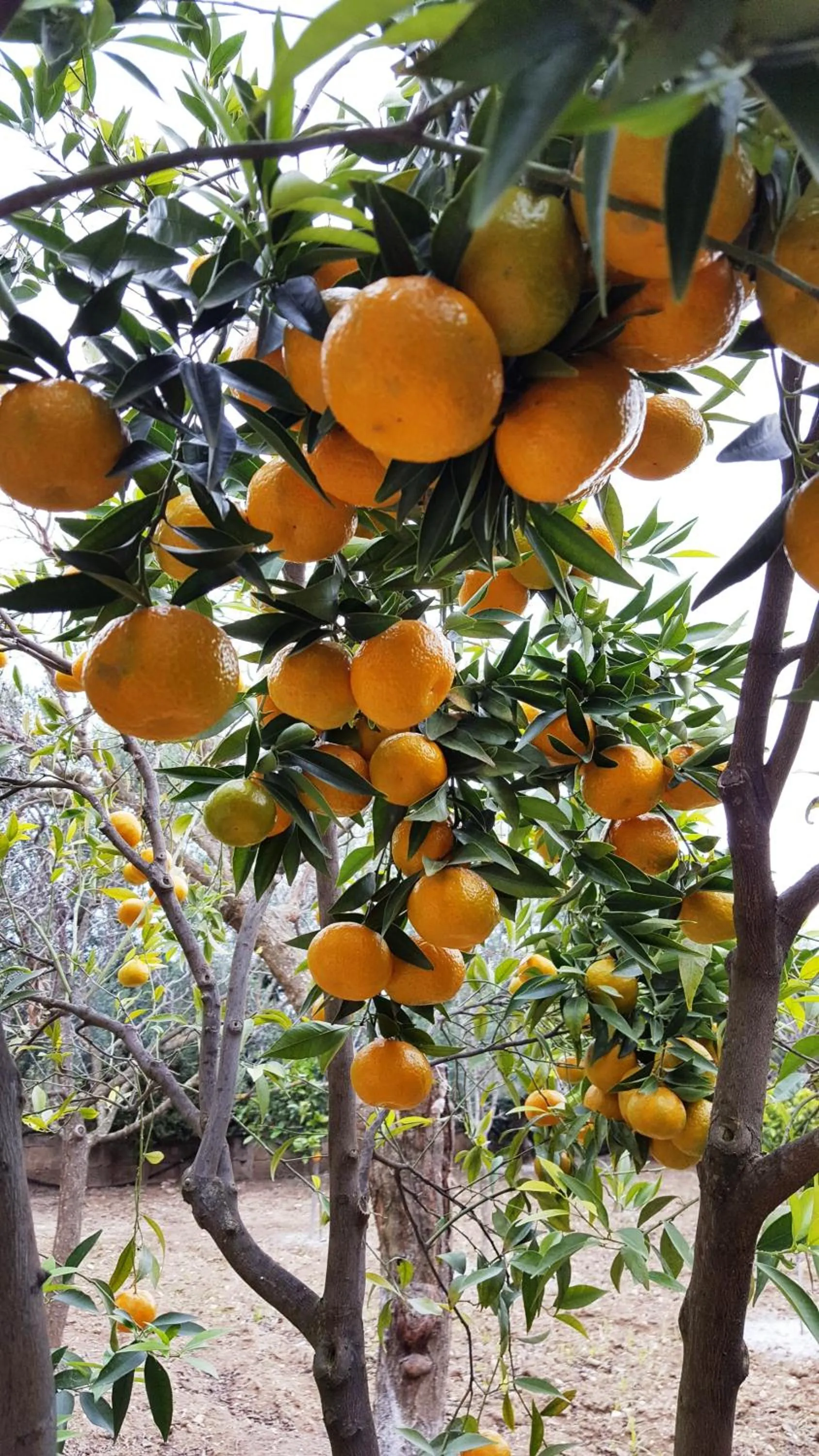 Garden in Villa Erry