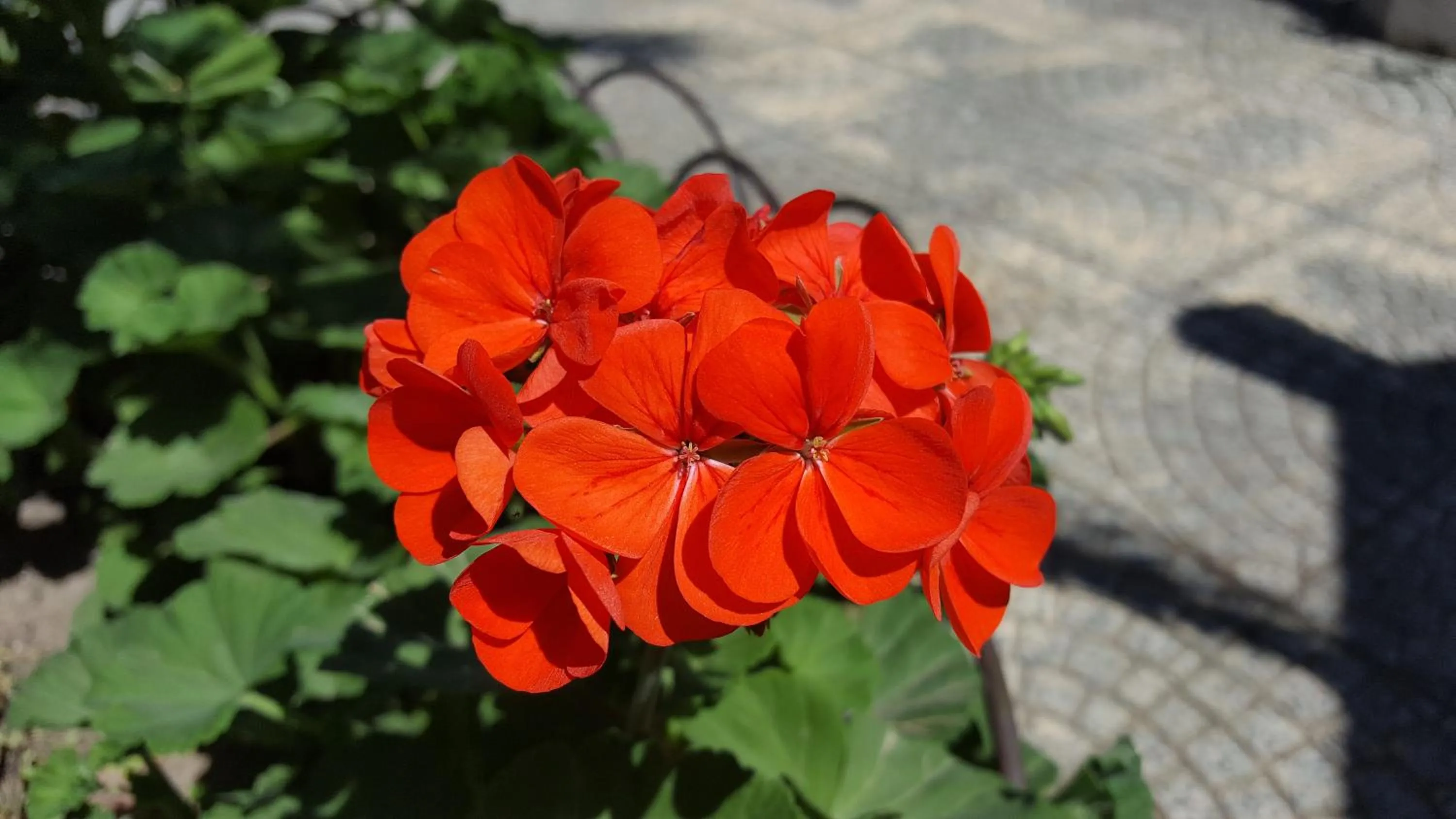 Garden in Villa Erry