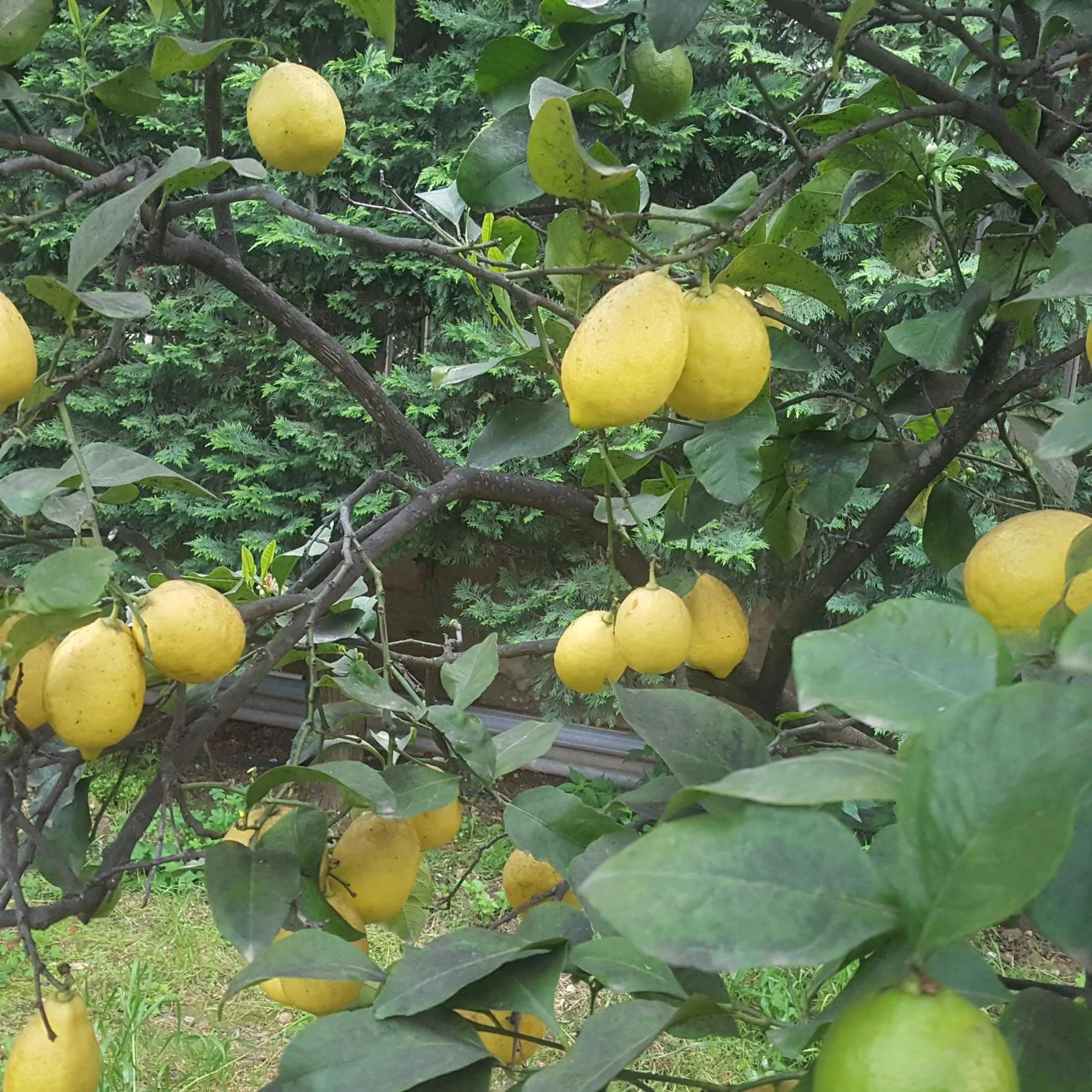 Garden in Villa Erry
