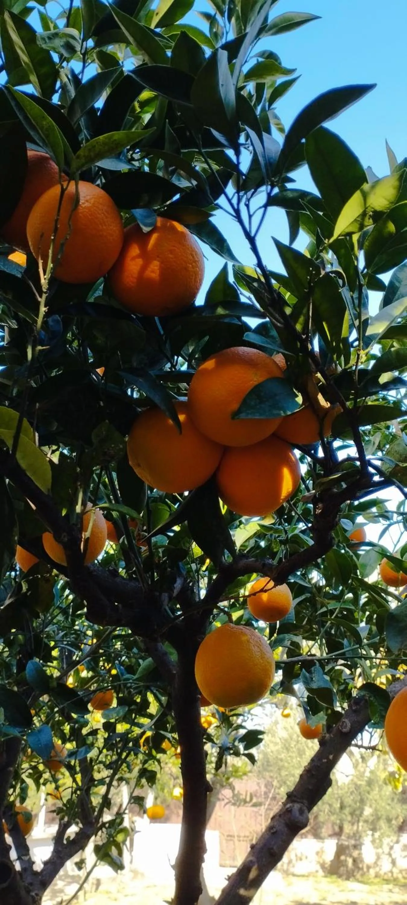 Breakfast in Villa Erry