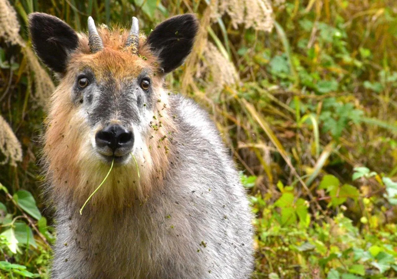 Neighbourhood in 筋肉と自然と遊ぶ宿 田島館