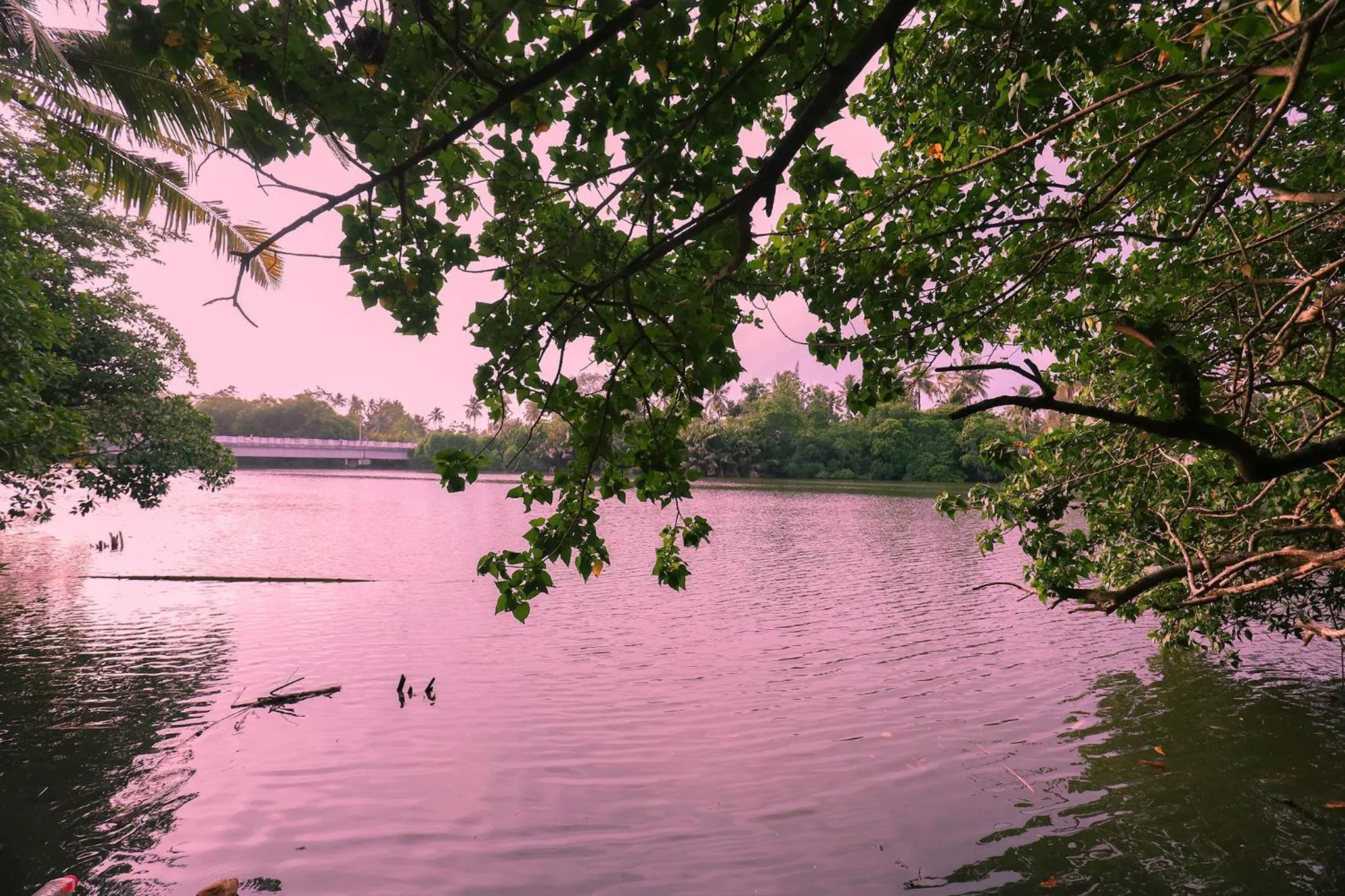 Natural landscape in Tinara River Inn, Weligama