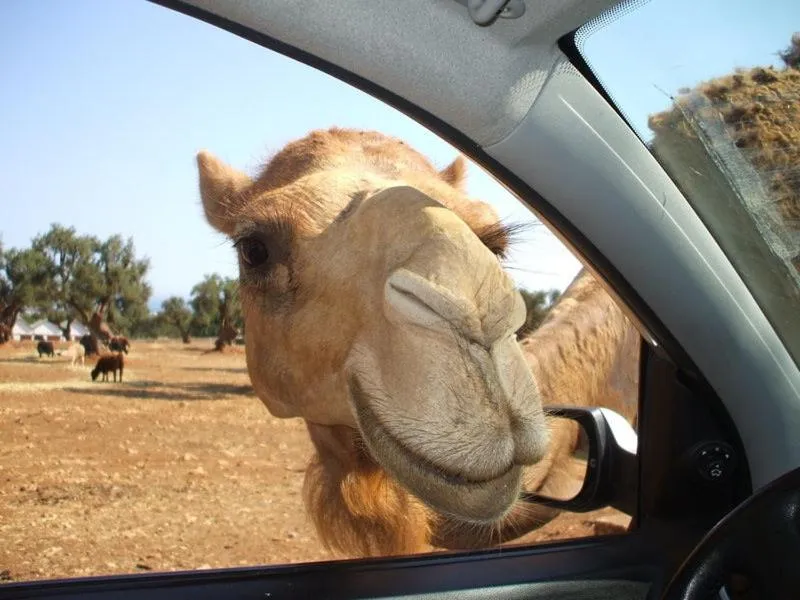 Animals in Eden Beach Club