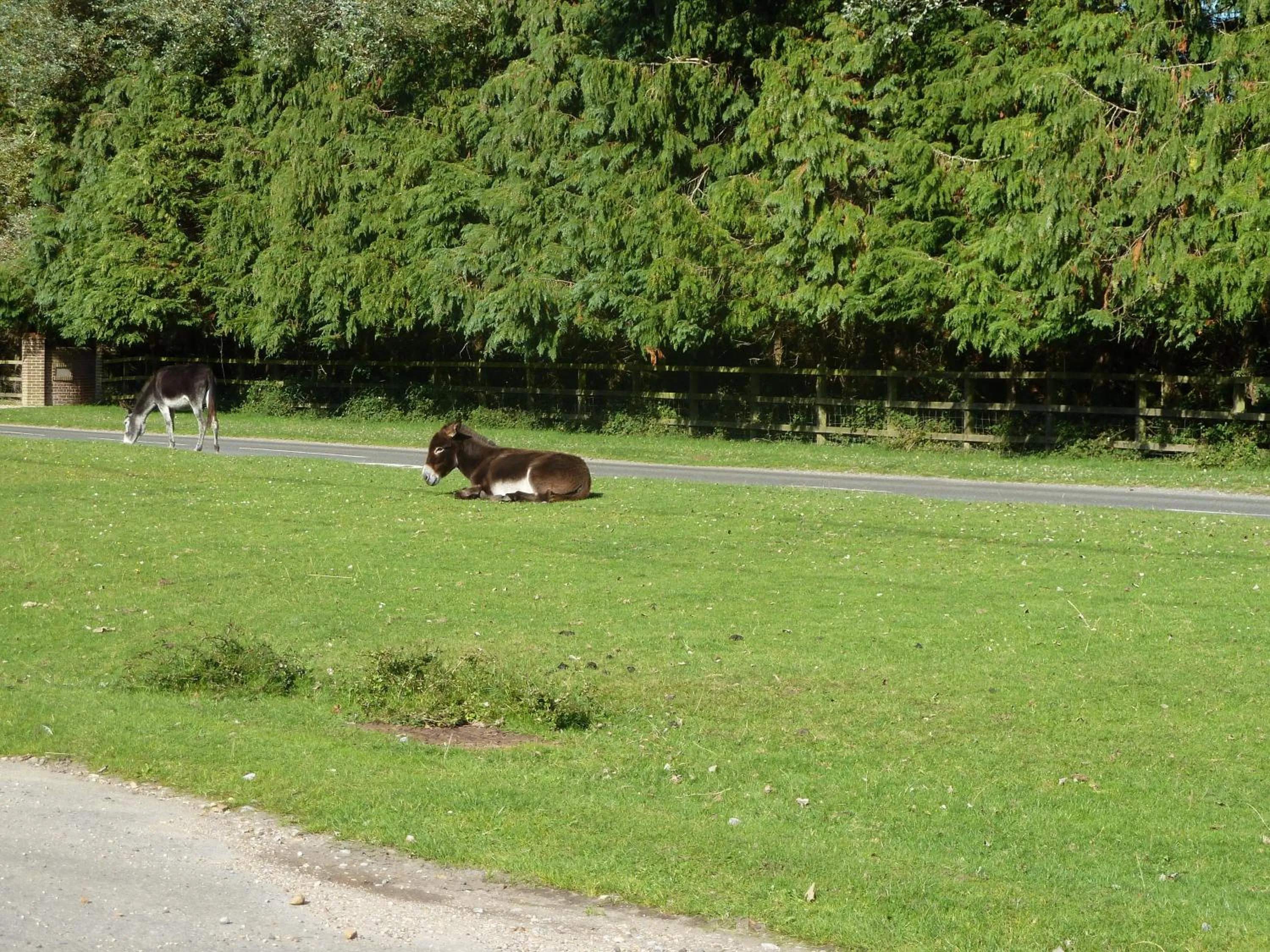 Natural landscape in Cameron House