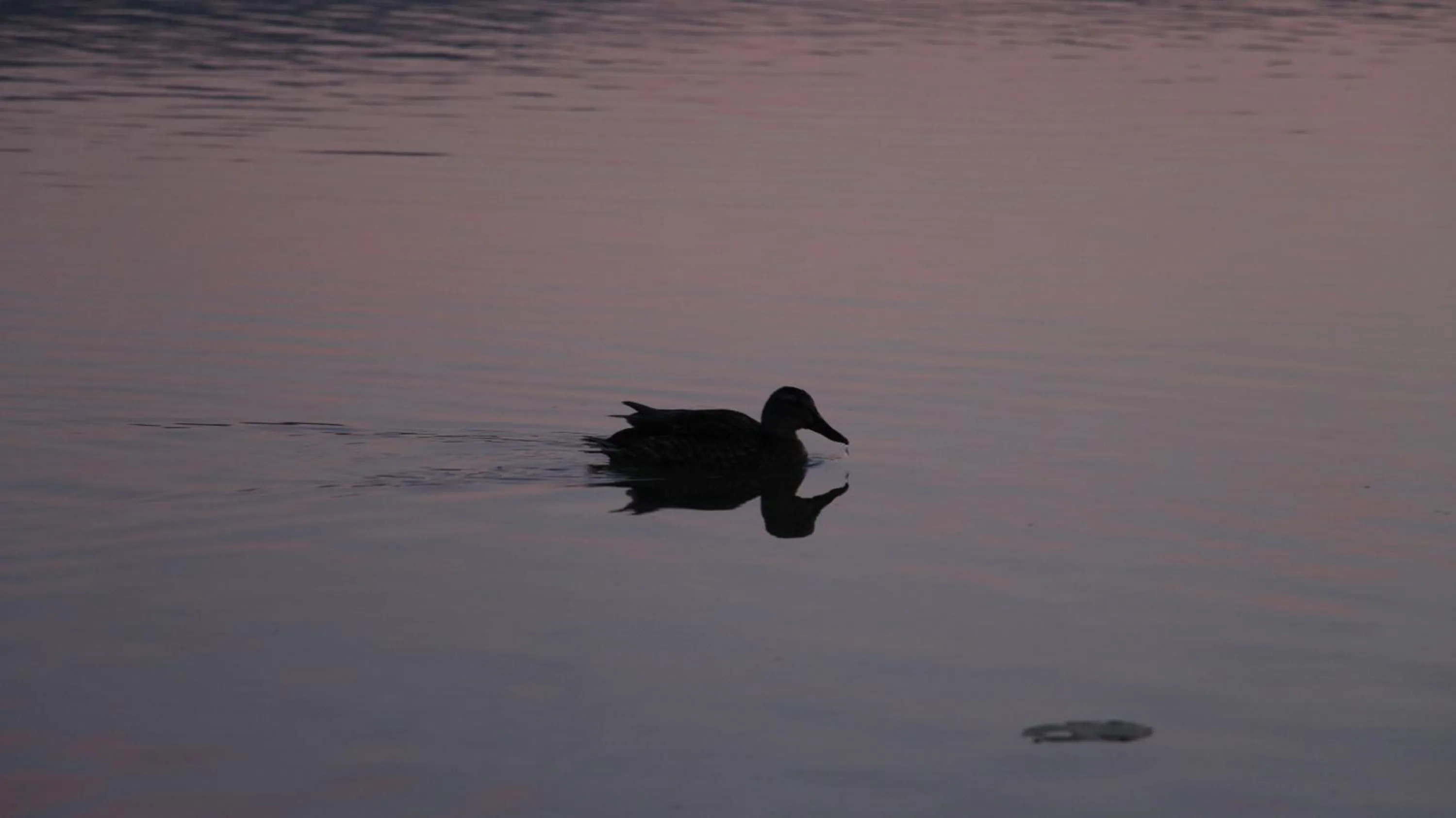 Animals in Hôtel L'Atelier de Donat