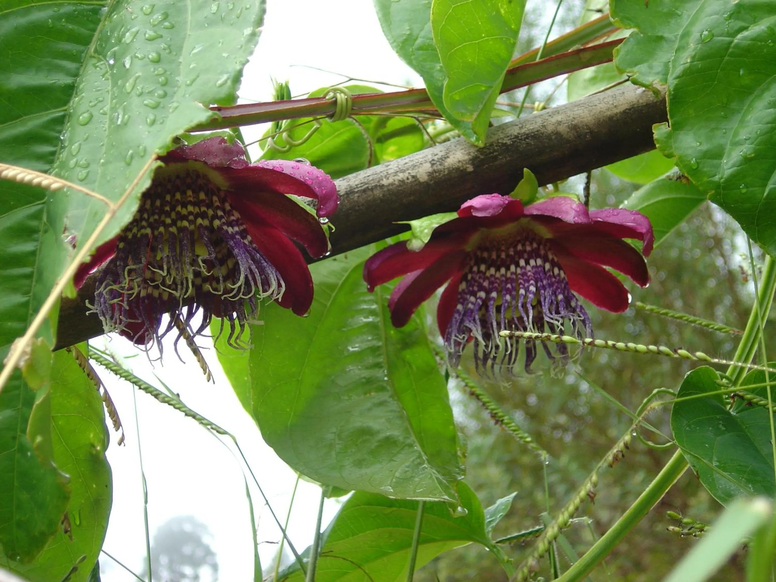 Garden view in Orgânica-Mente B&B