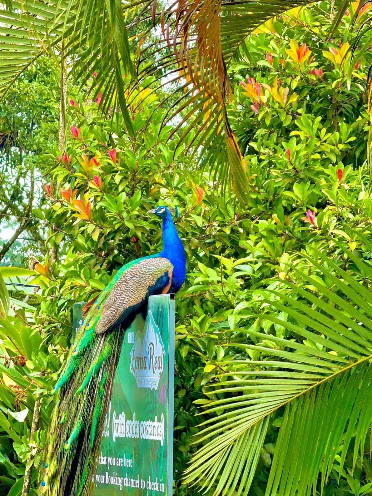 Loma Real Hot Springs Bed & Breakfast