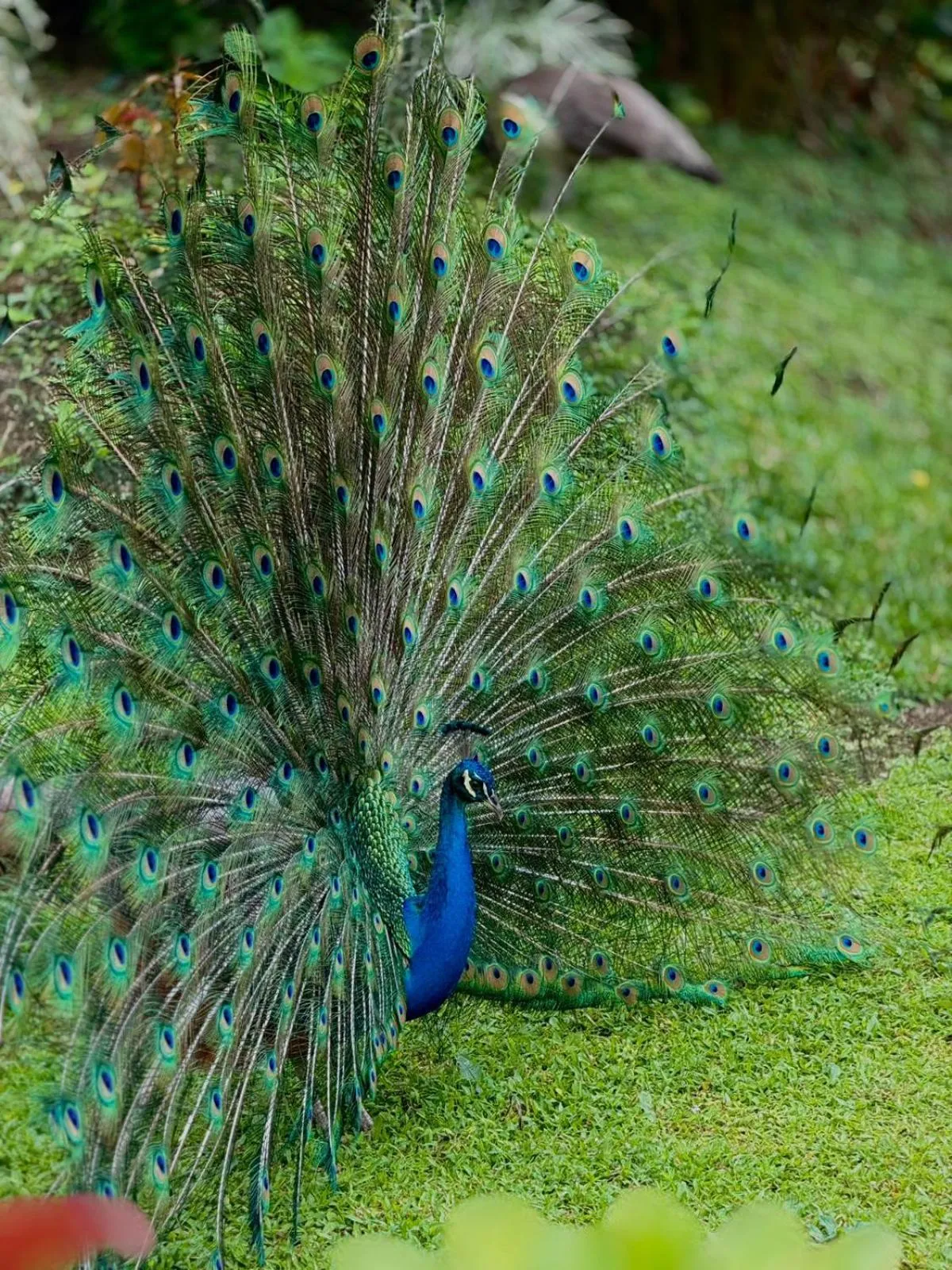Garden in Loma Real Hot Springs Bed & Breakfast