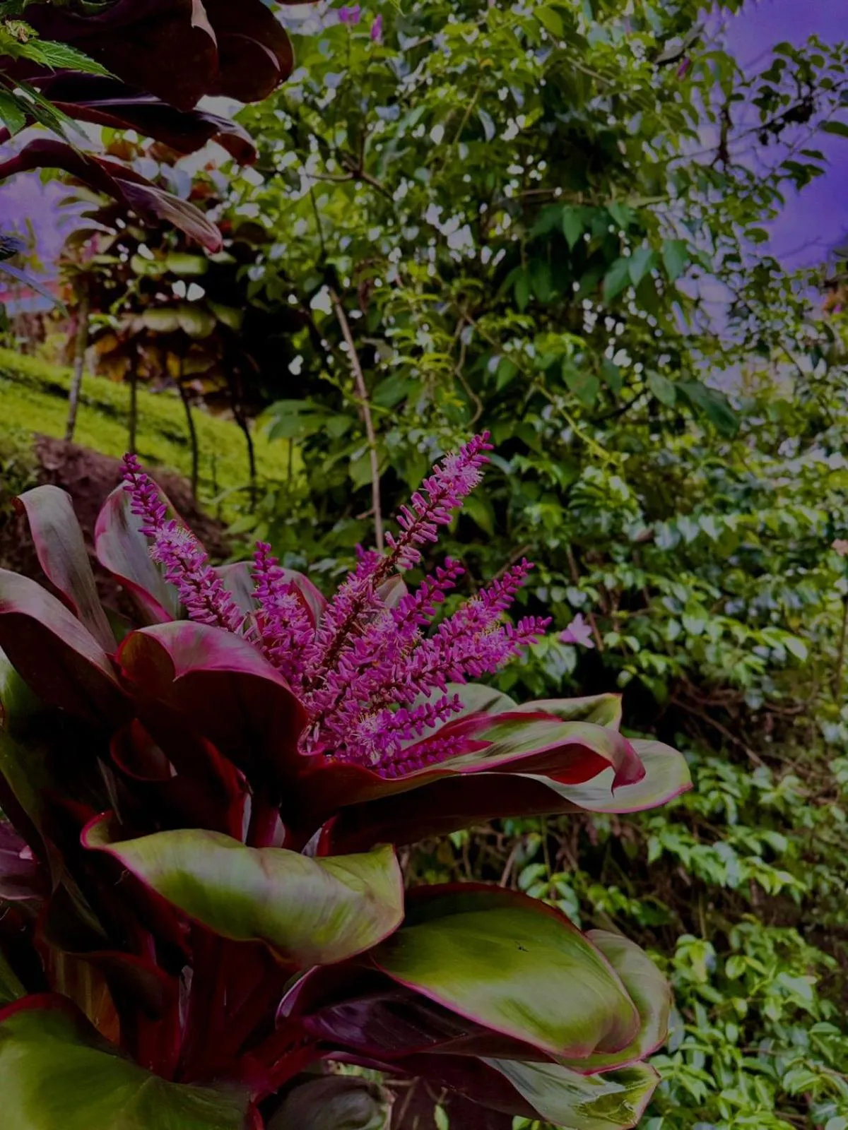 Garden in Loma Real Hot Springs Bed & Breakfast