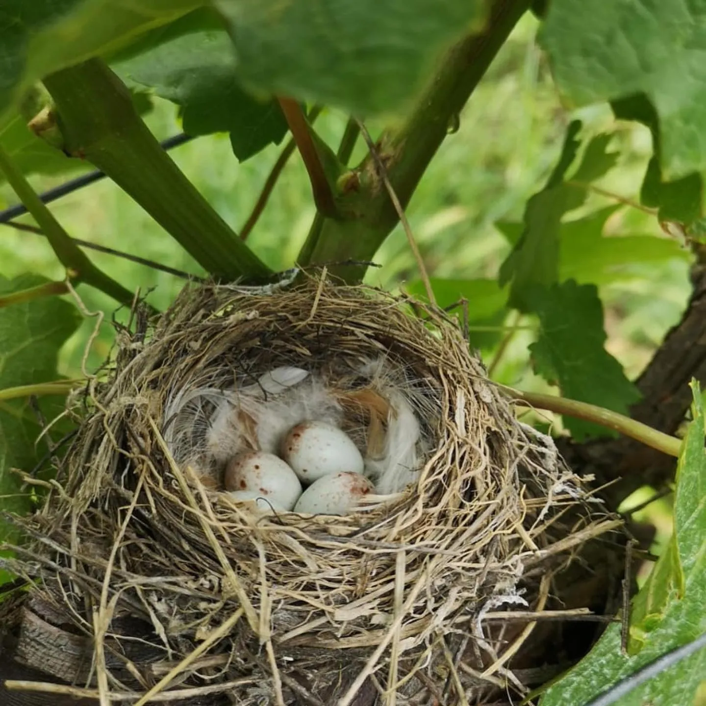Spring in Barone GR Macrì Agriturismo Modi