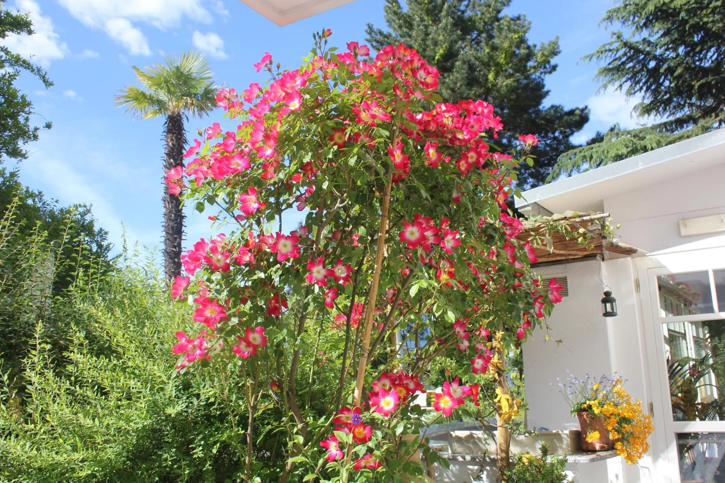 Garden in Hotel Annabell