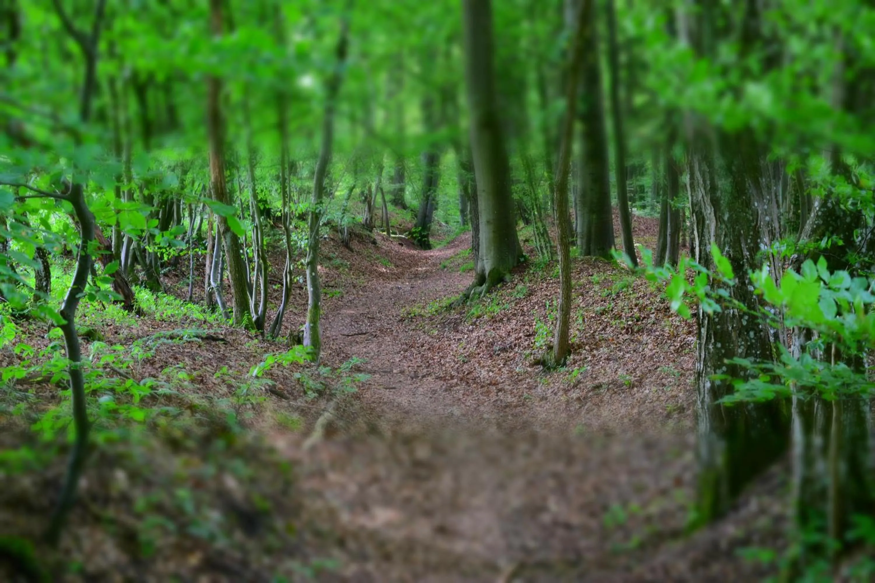 Natural landscape in AlmRefugio