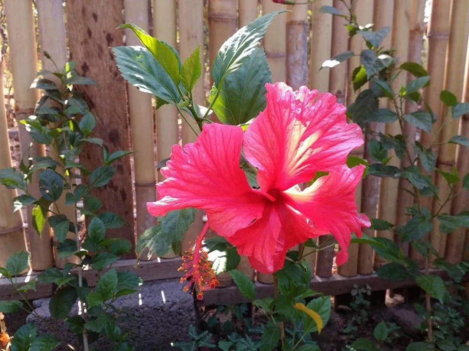 Garden in Mango Tree Inn