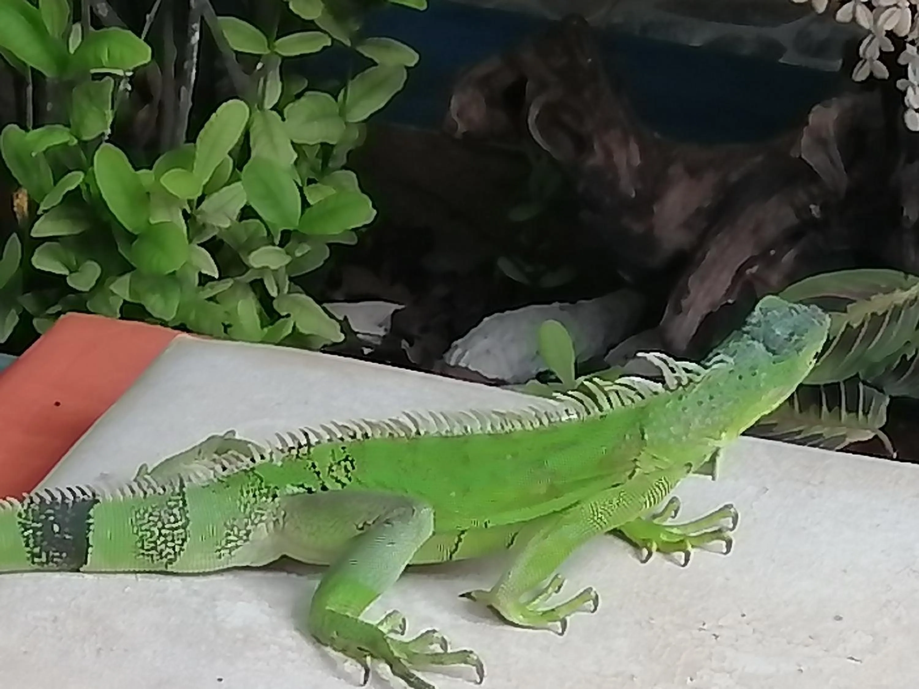 Animals in Casa Royal Palm Inn