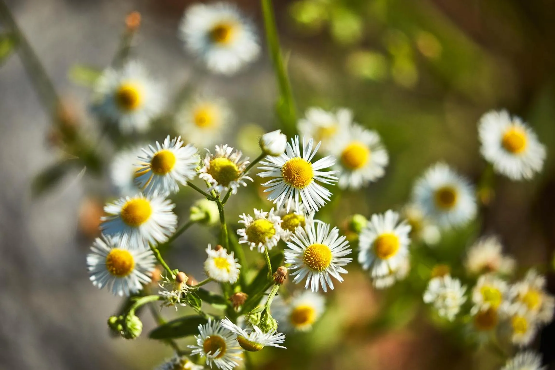Area and facilities in Donauhotel Lettnerhof