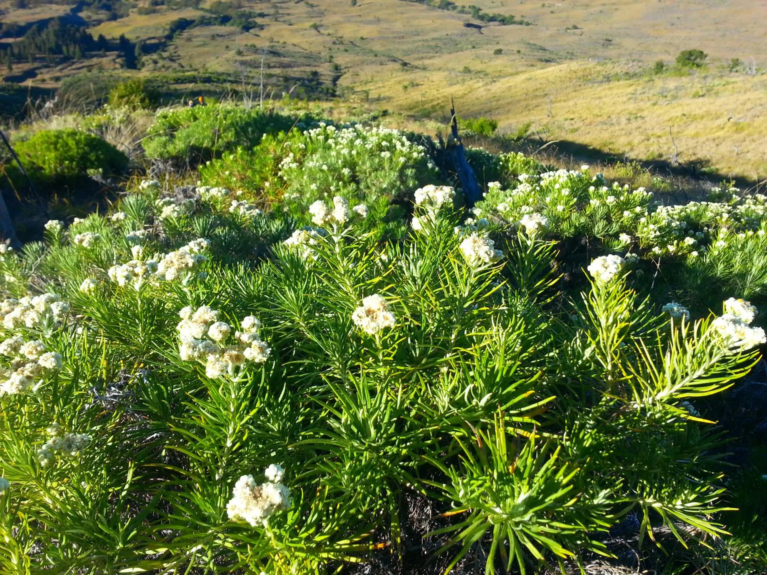 Natural landscape in Kembang Kuning Cottages