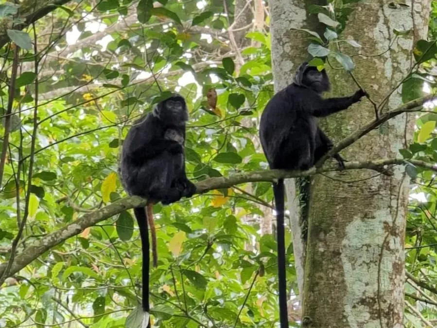Kembang Kuning Cottages
