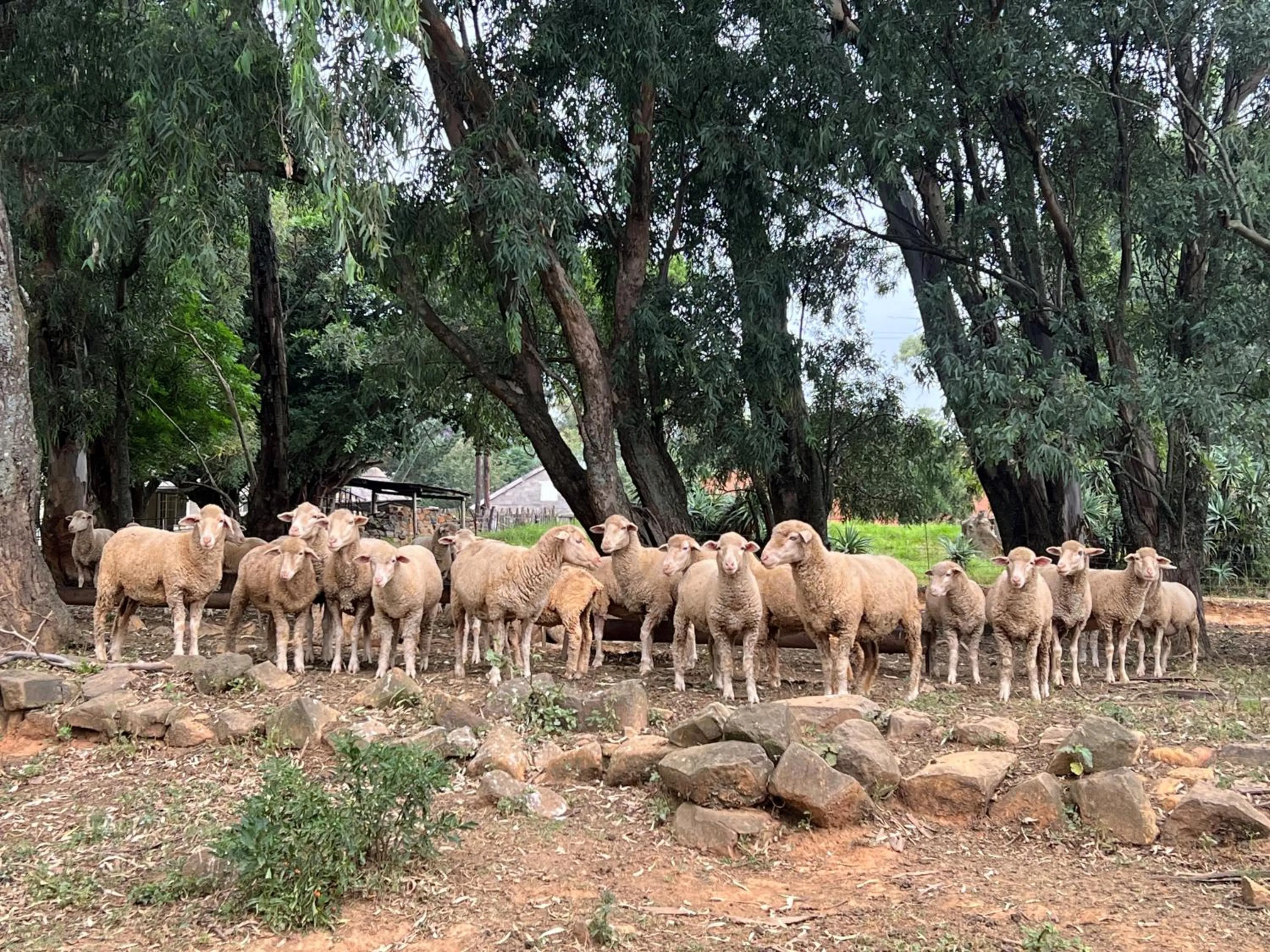 Animals in Wyford Farm