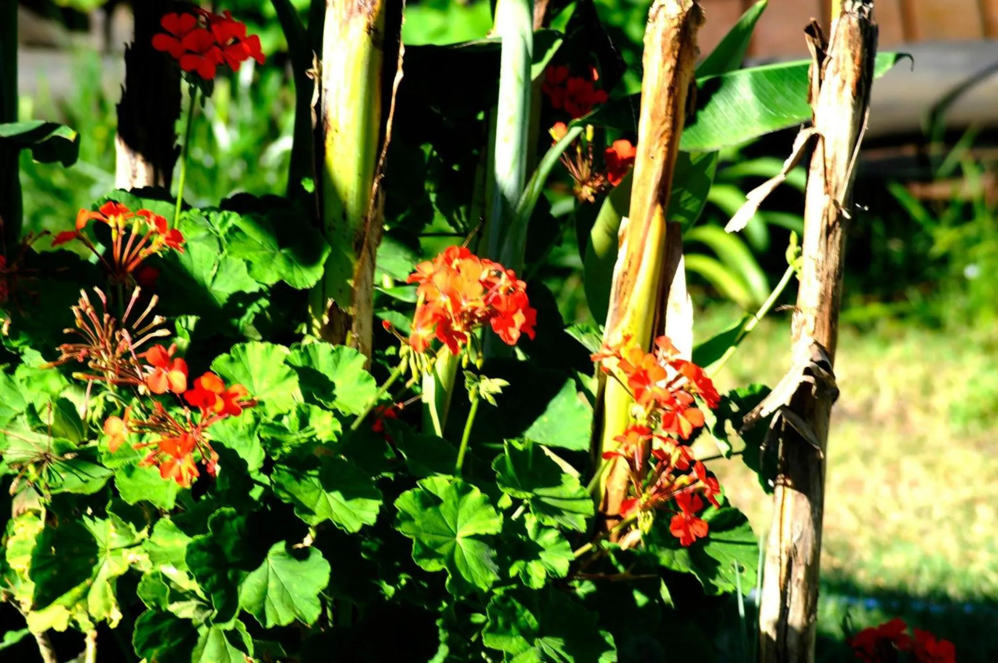 Bungalows Punta Colorada