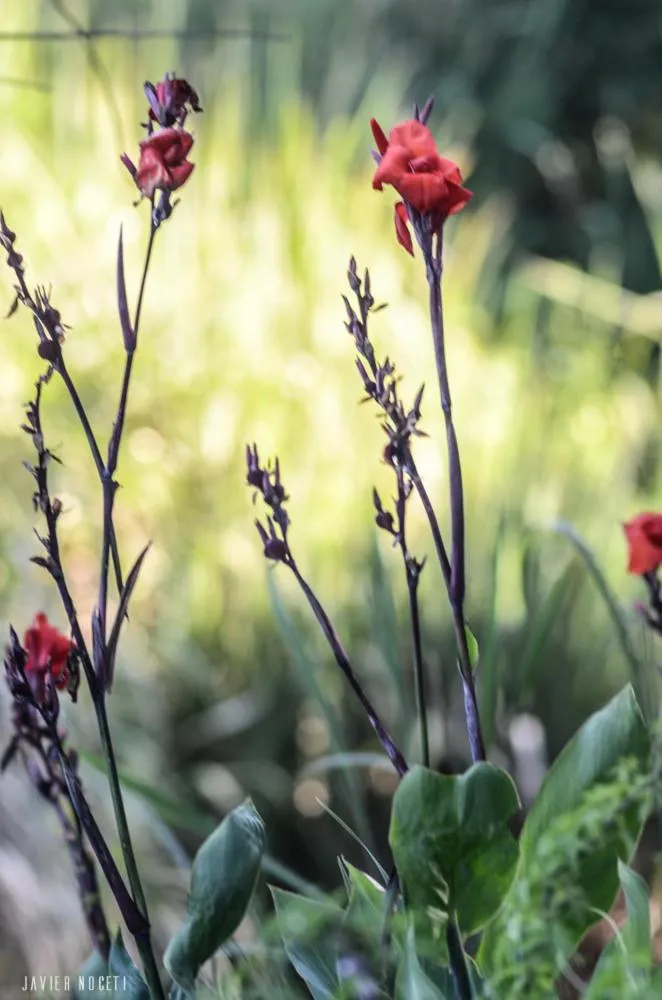 Bungalows Punta Colorada