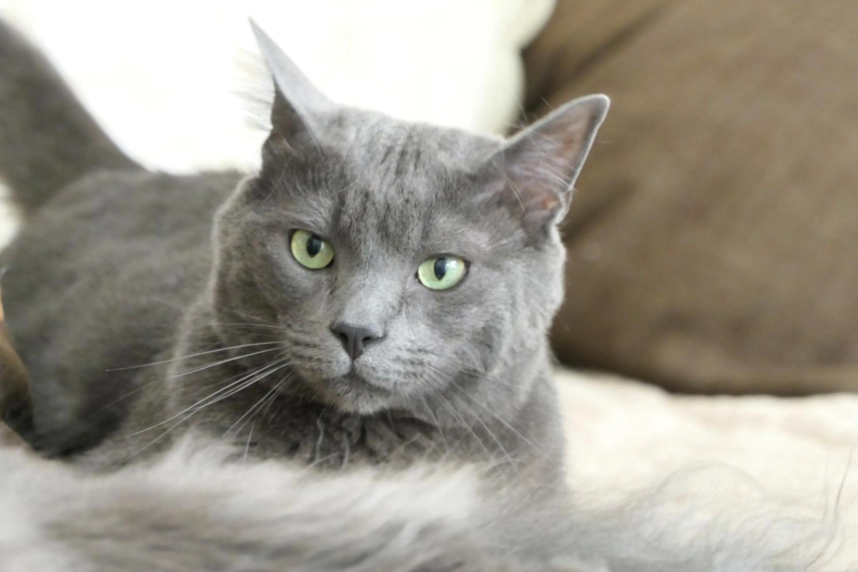 Pets in Hôtel Boquier, Avignon Centre