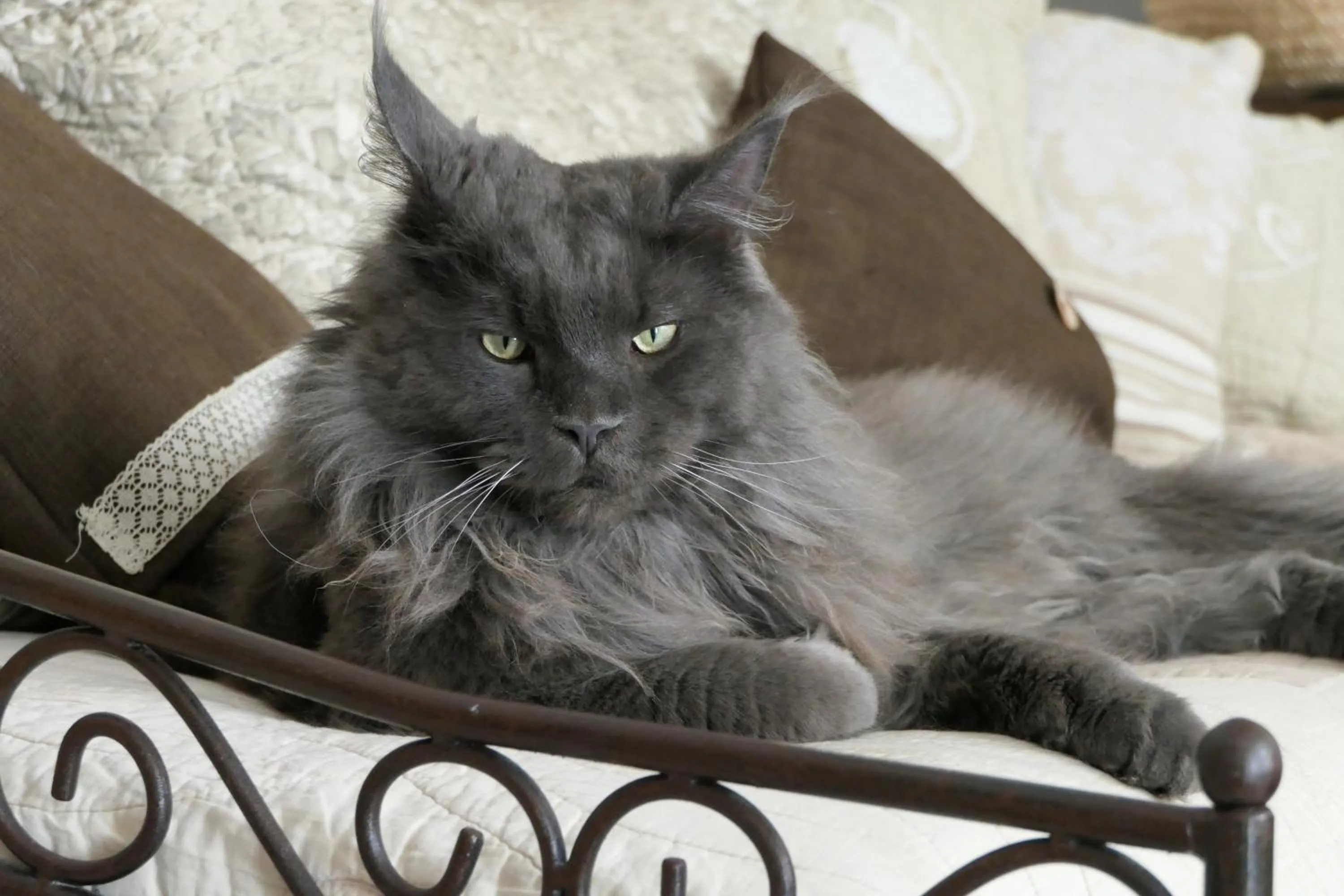 Pets in Hôtel Boquier, Avignon Centre