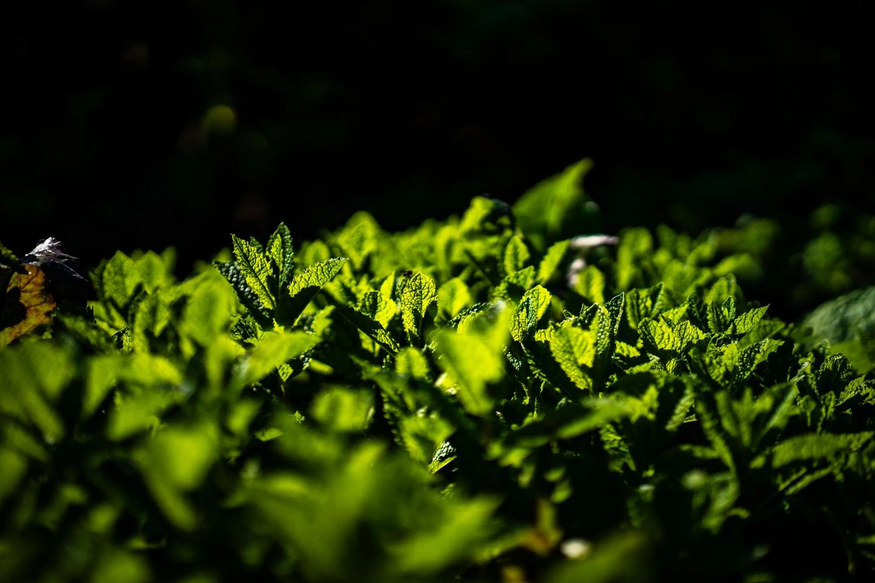 Food and drinks in Murray Arms Hotel and Seafood Restaurant, Orkney