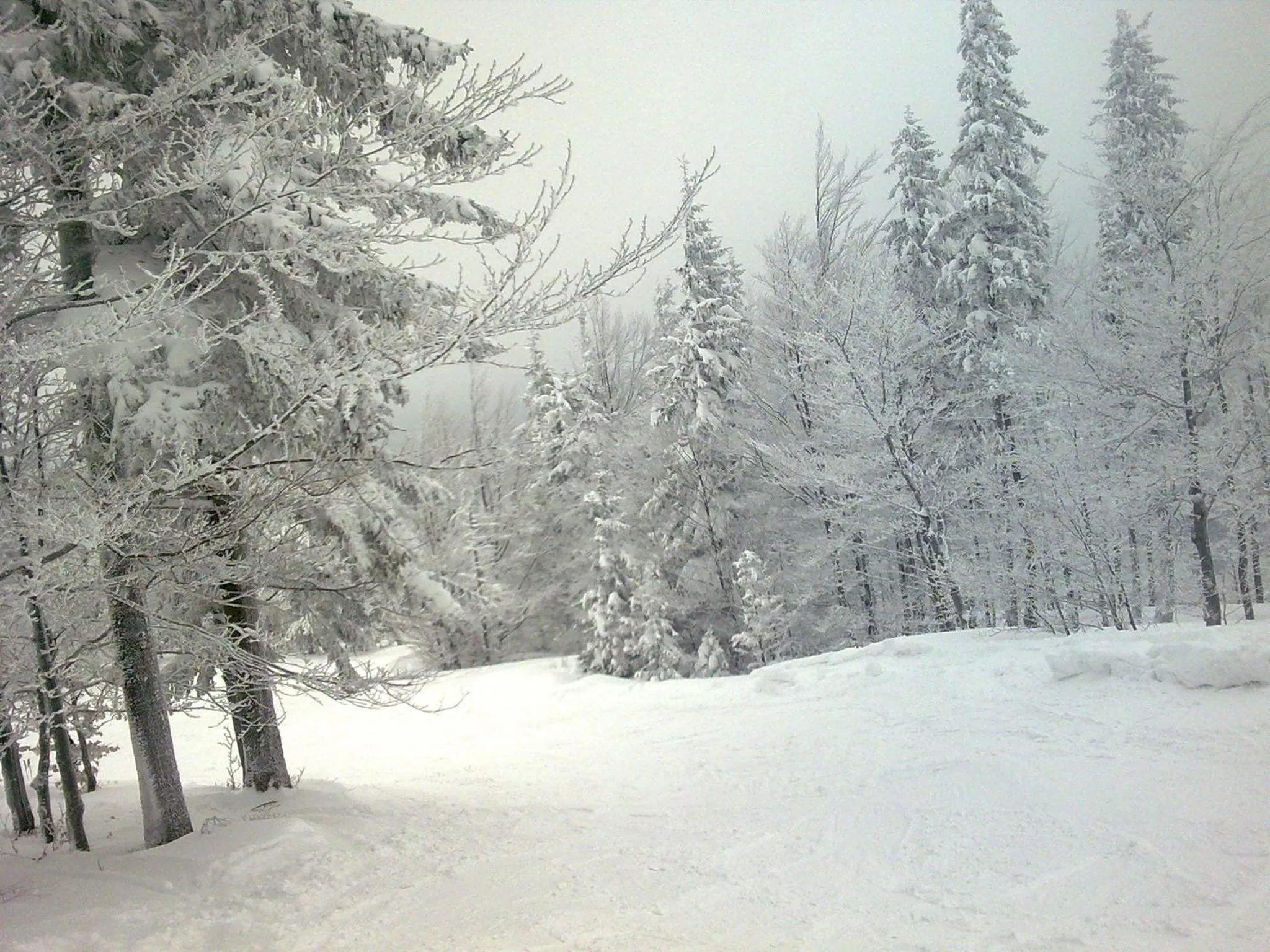Skiing in Pałac Bażantarnia