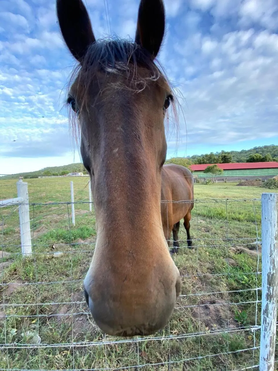 Animals in Eagles Nest