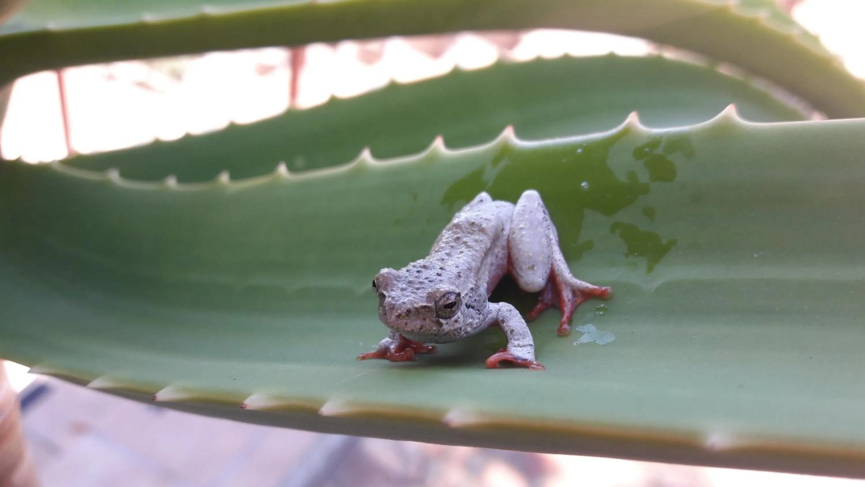 Animals in Eagles Nest