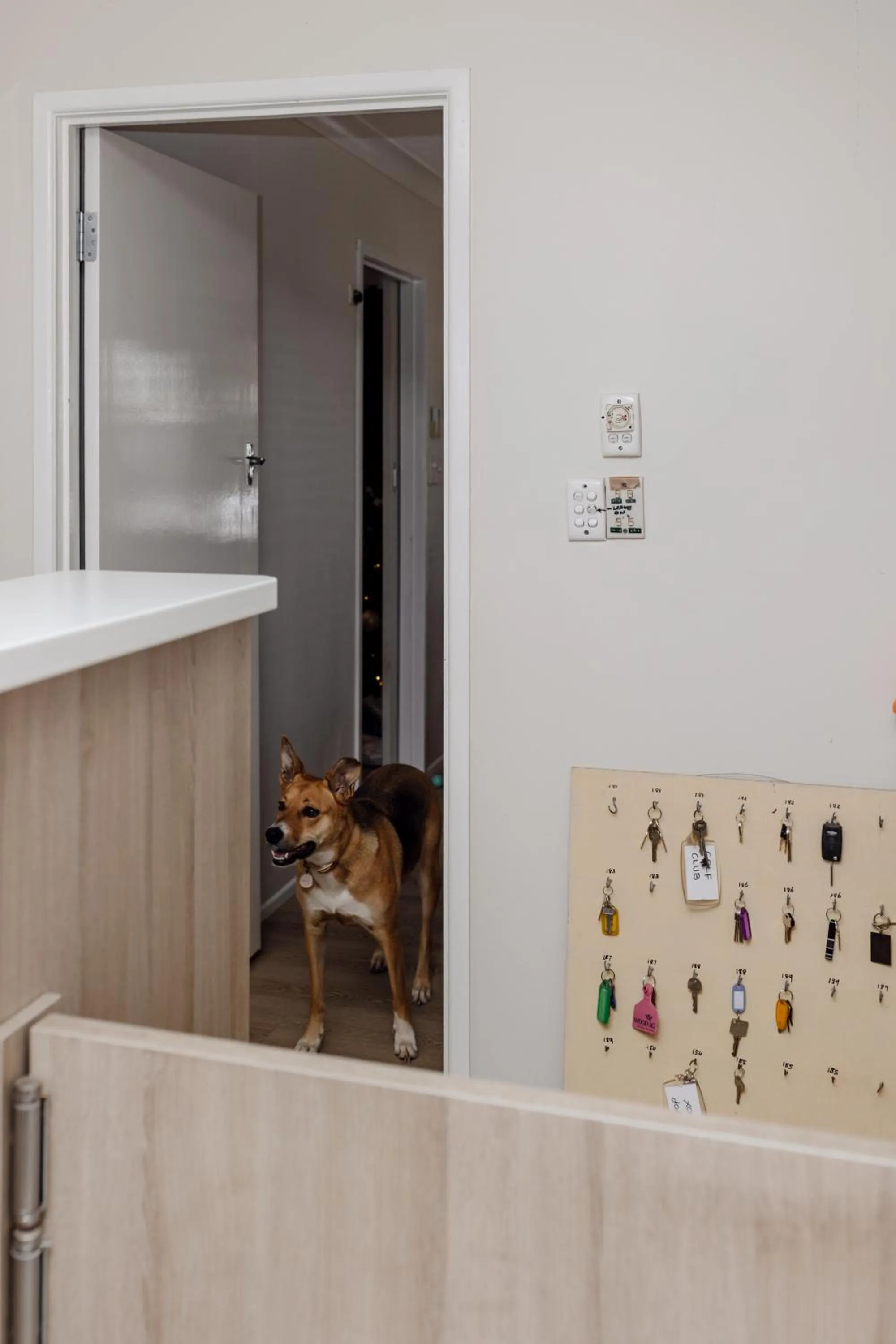 Pets in Starline Motor Inn