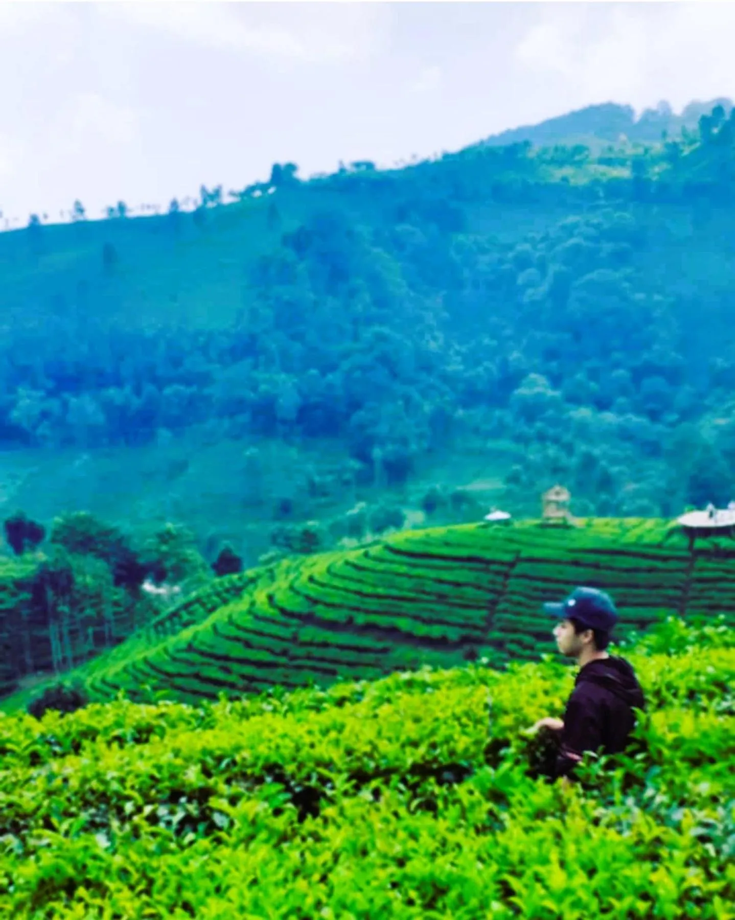 Area and facilities in Villa Tea Fields