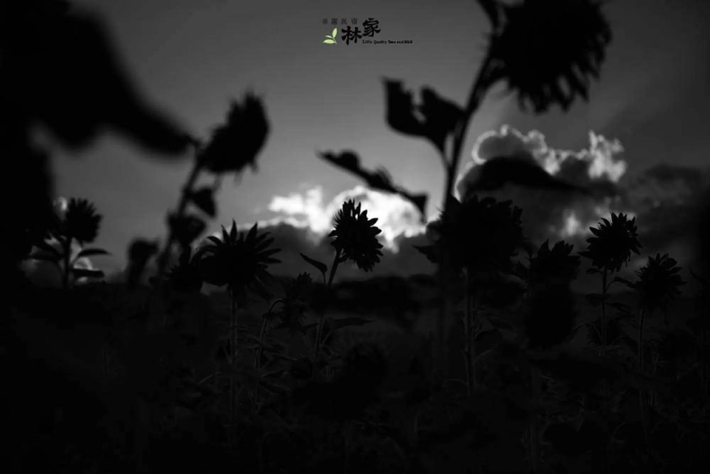 Night in Lin Tea B&B