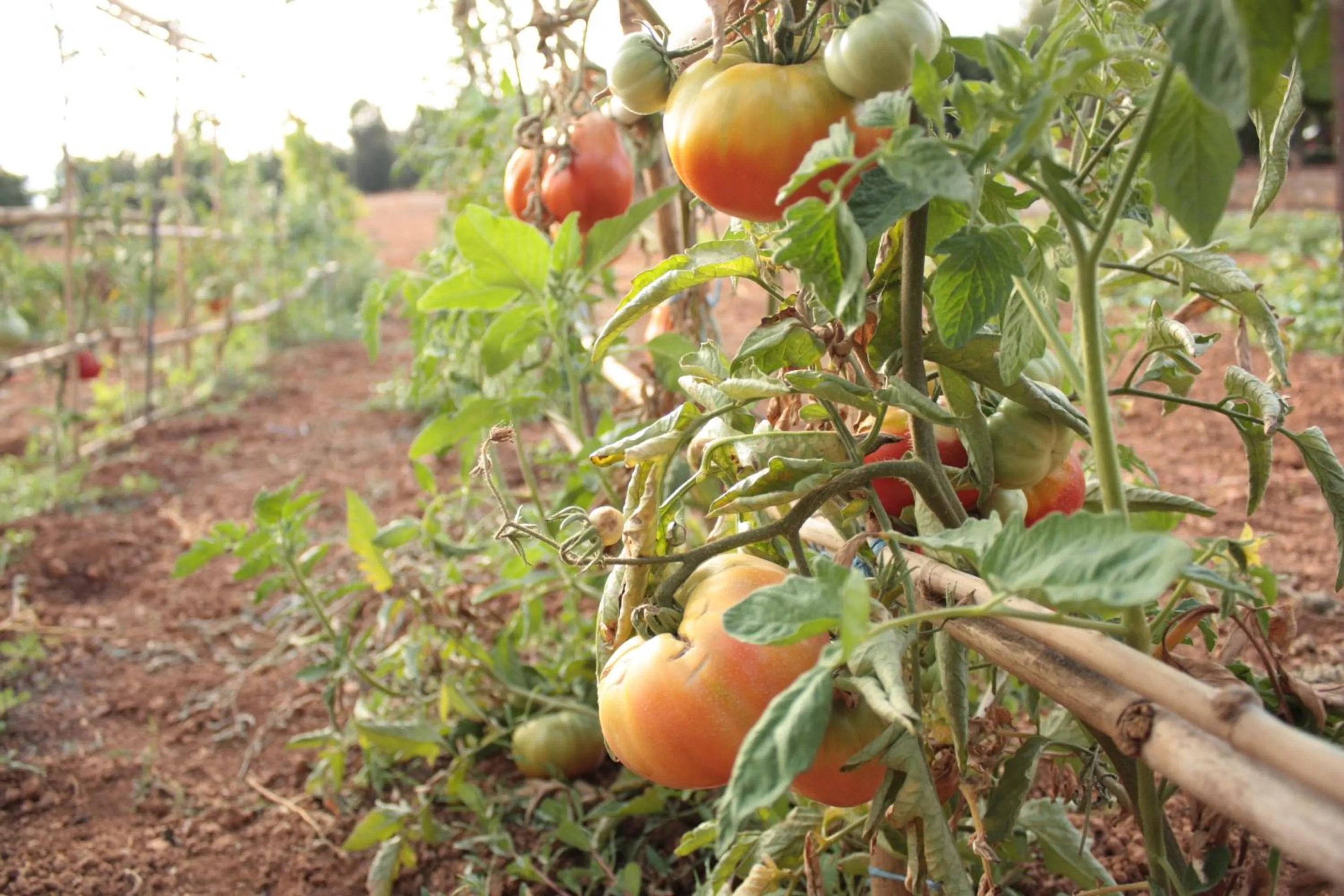 Garden in Casal Santa Eulalia