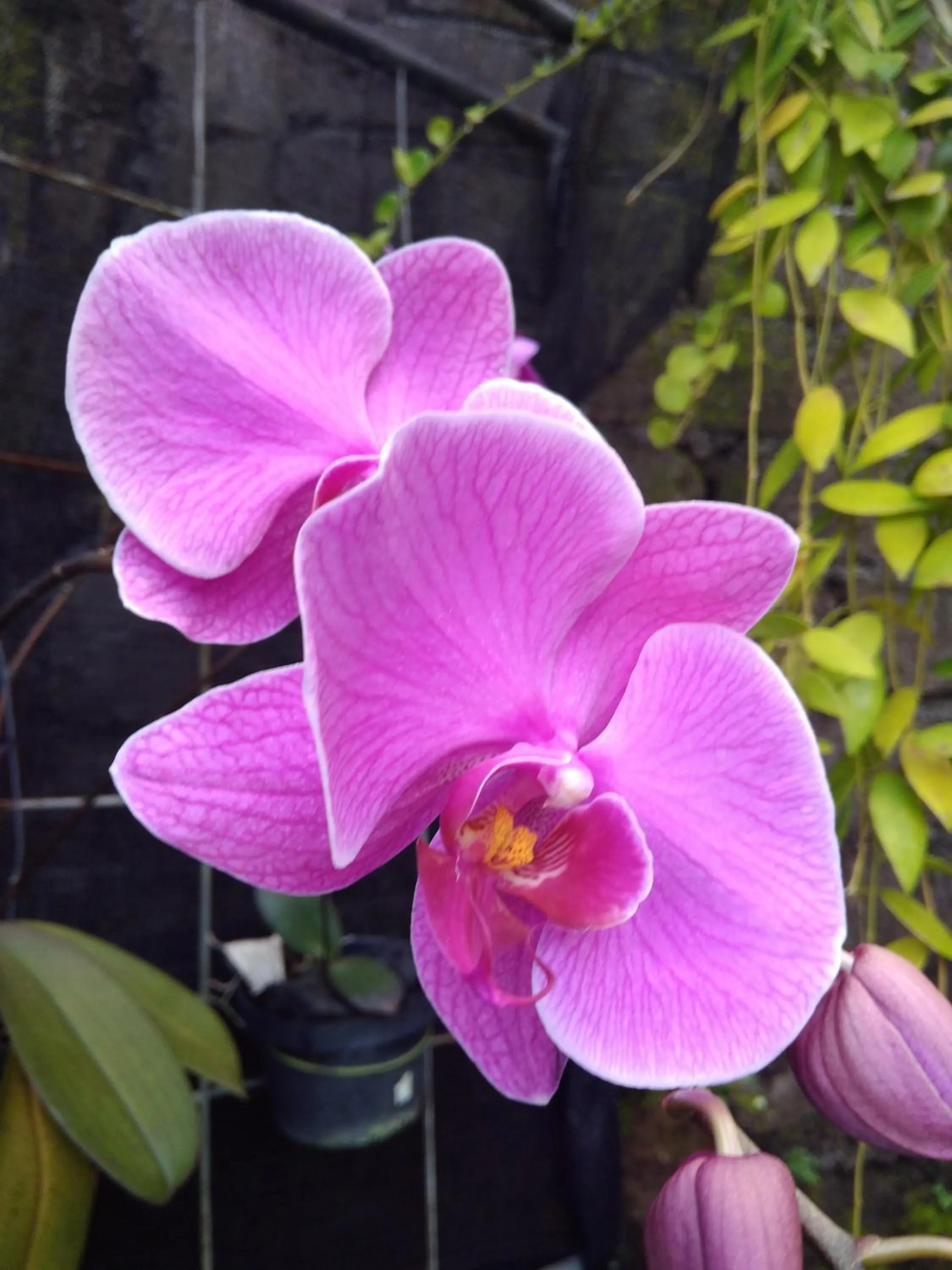 Garden view in Kartika Bungalows