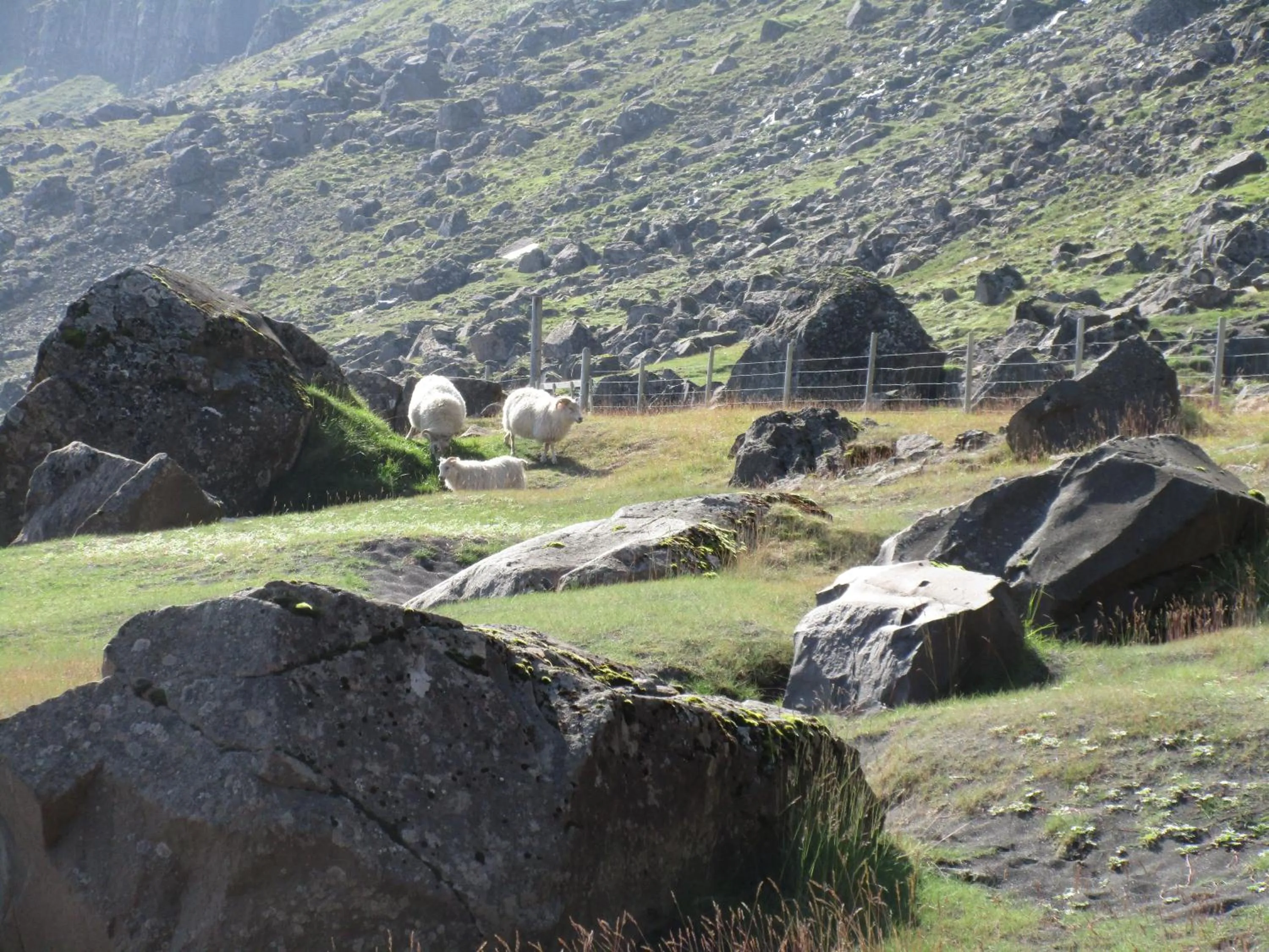 Summer in Lindarbrekka