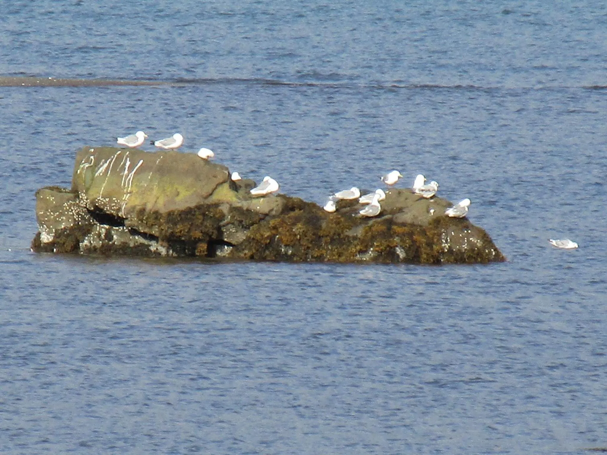 Neighbourhood in Lindarbrekka