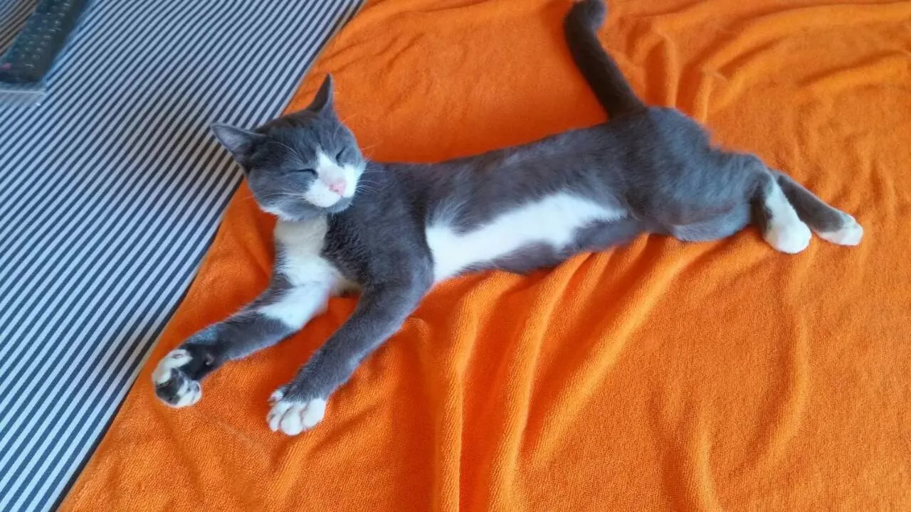 Pets in Duangjai Residence, Rooms & Apartments