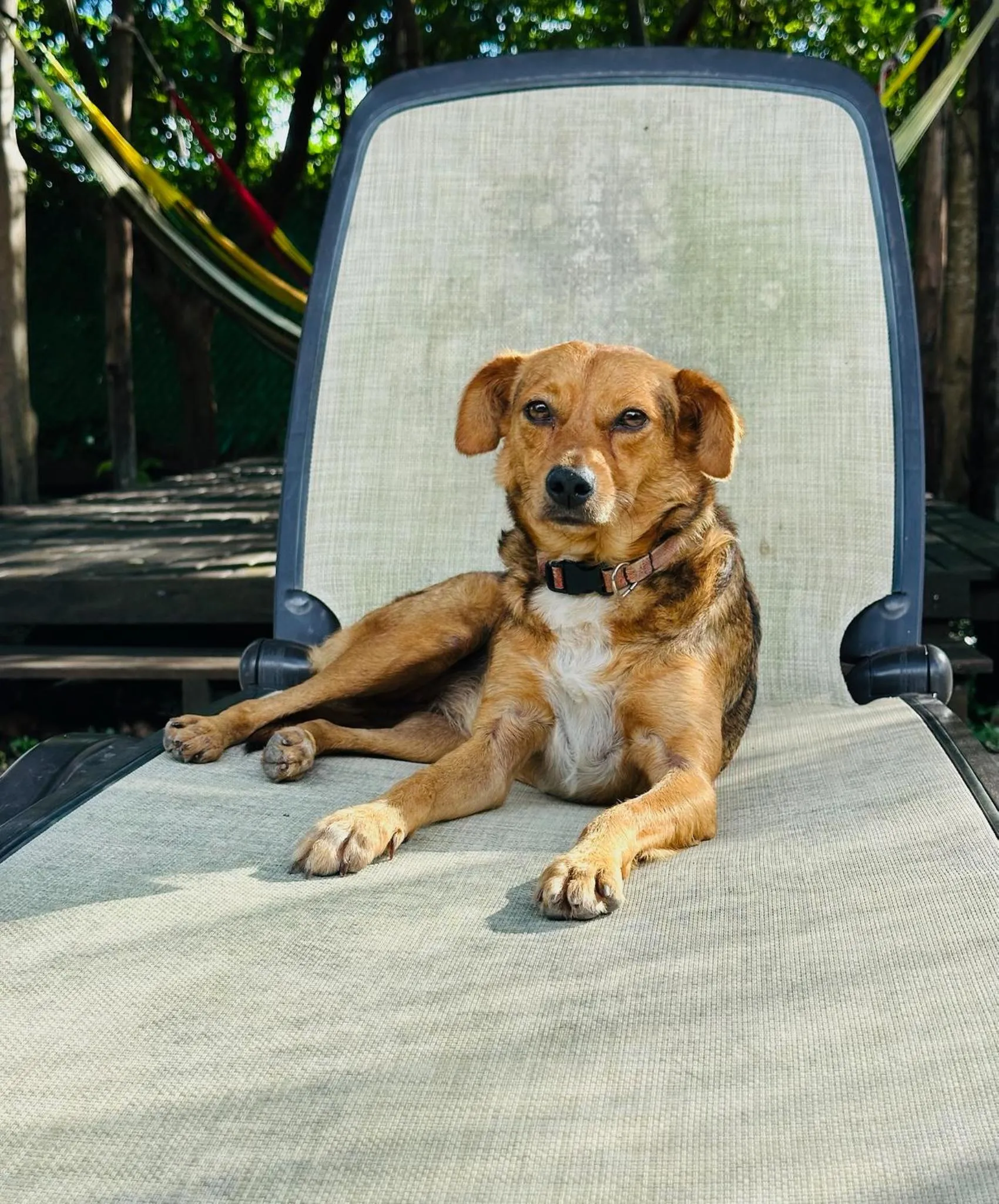 Animals in Bacalar 102 Hotel