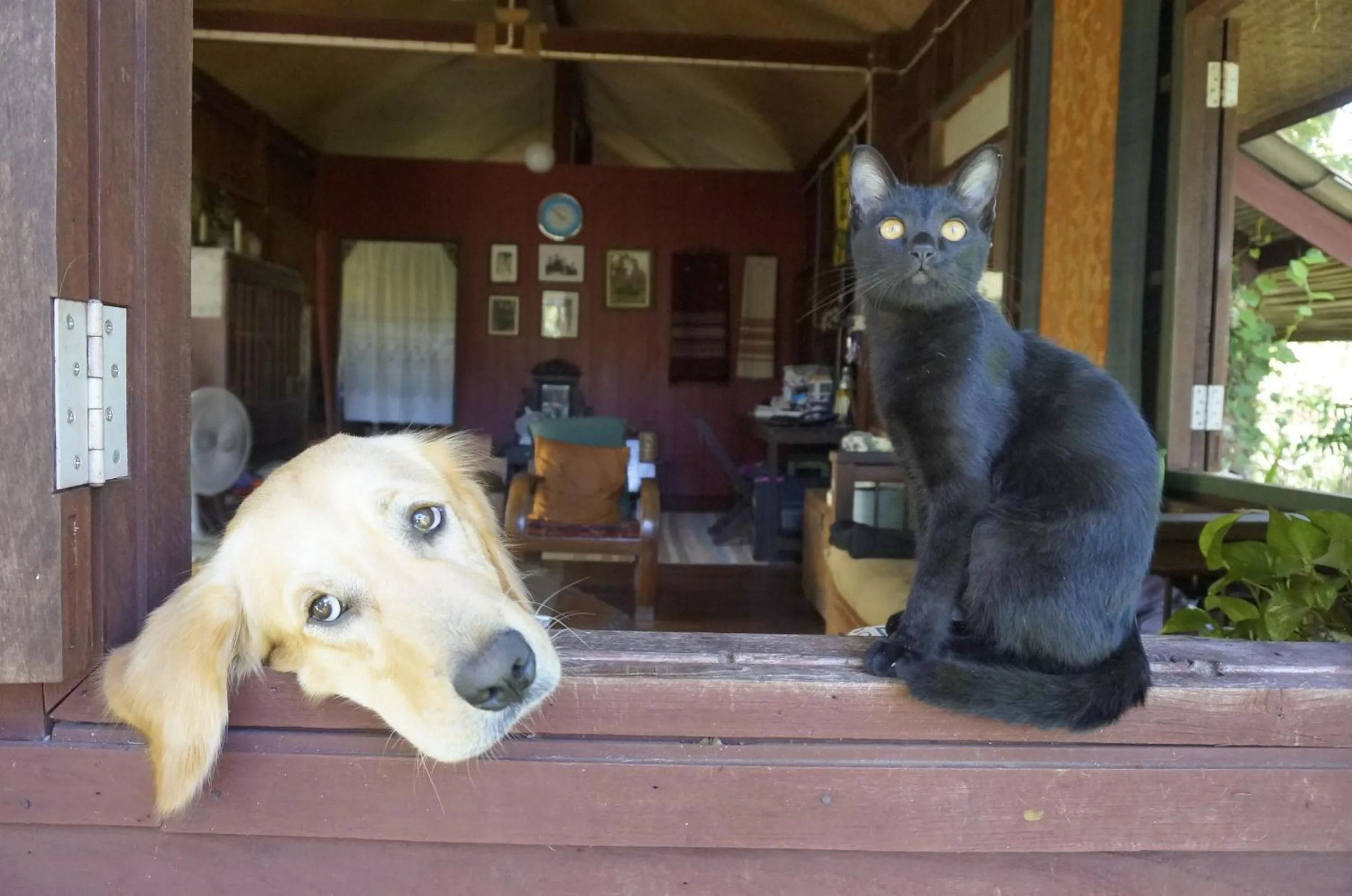 Pets in Bannamhoo Bungalows